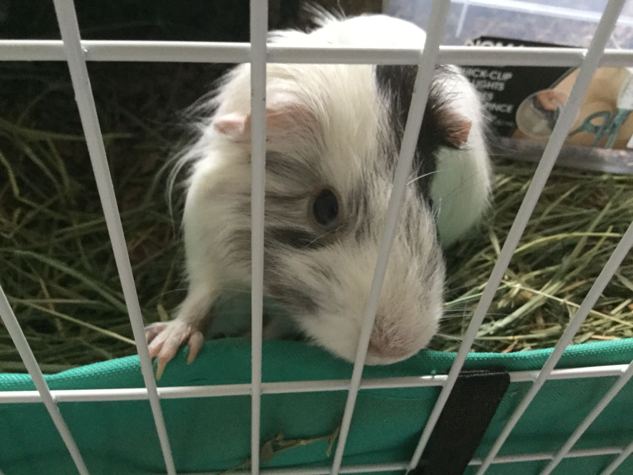 MY Guinea pig that is so lonely because her friend died | Guinea ...
