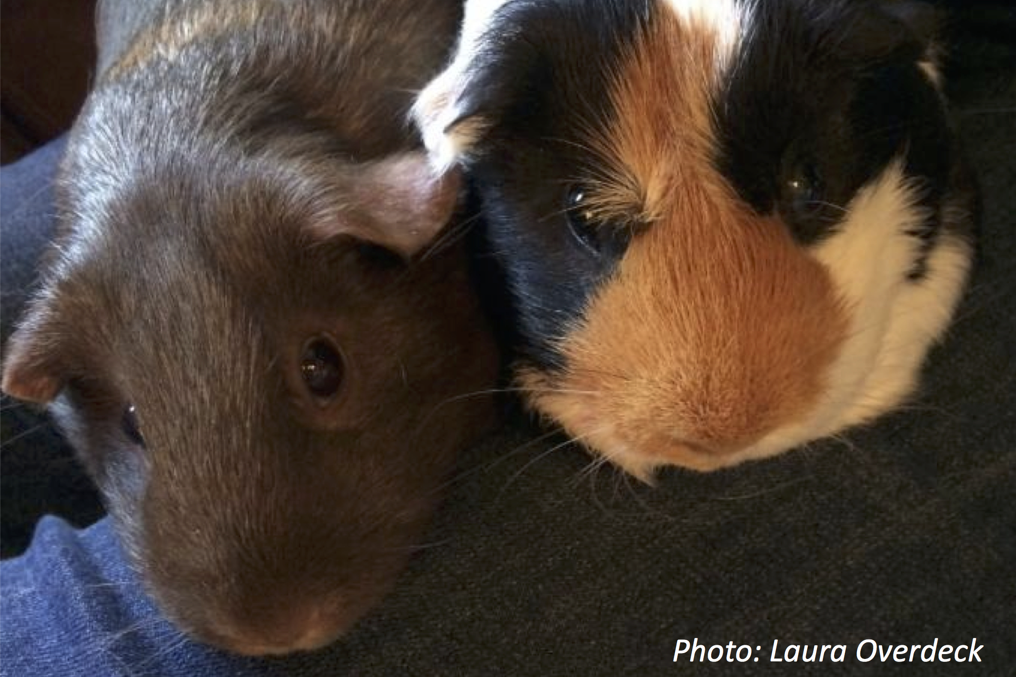 Because Guinea Pigs Need Friends, Too—Bedtime Math—Daily Math
