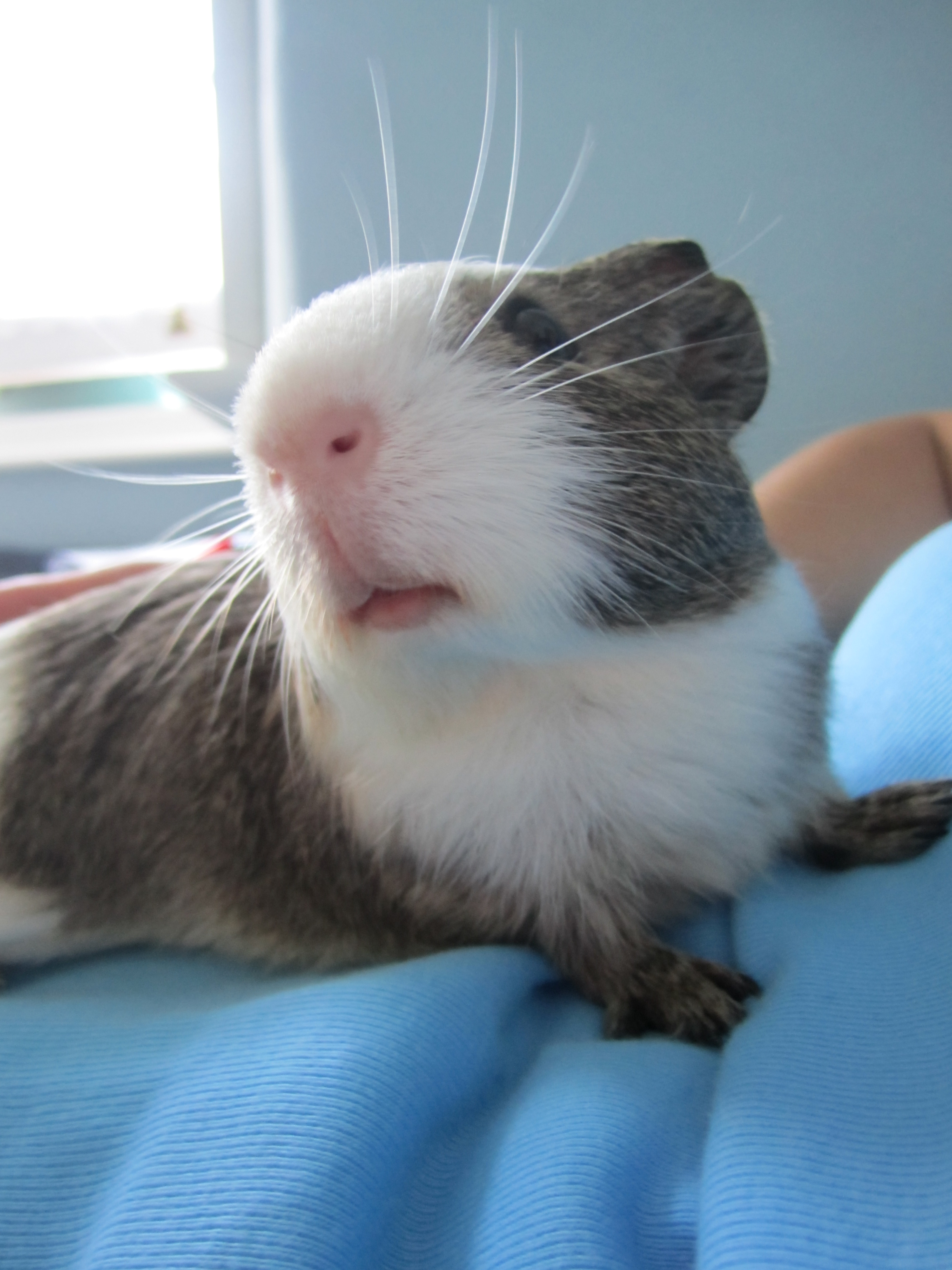 Guinea Pigs Do Grieve (And How You Can Help Your Piggy) | Hutch A ...