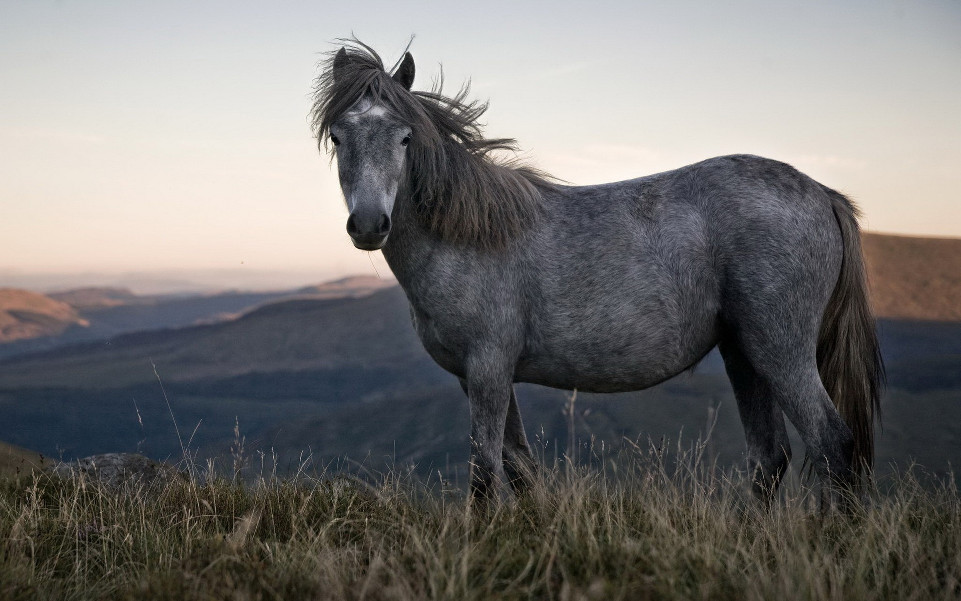 Lonely Horse wallpapers and images - wallpapers, pictures, photos