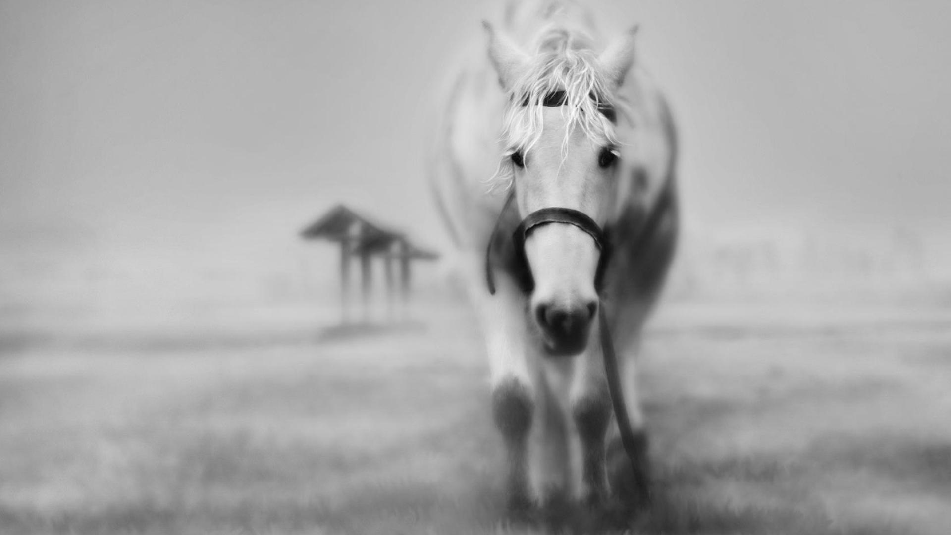 Lonely Horse wallpaper | (55489)