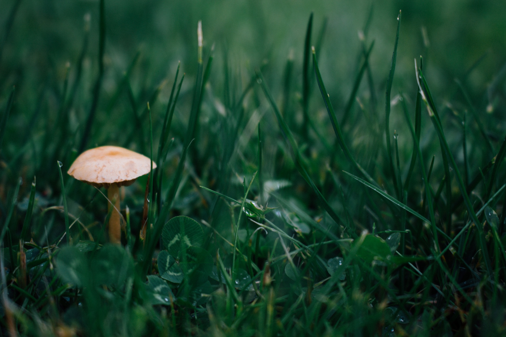 Lonely mushroom photo