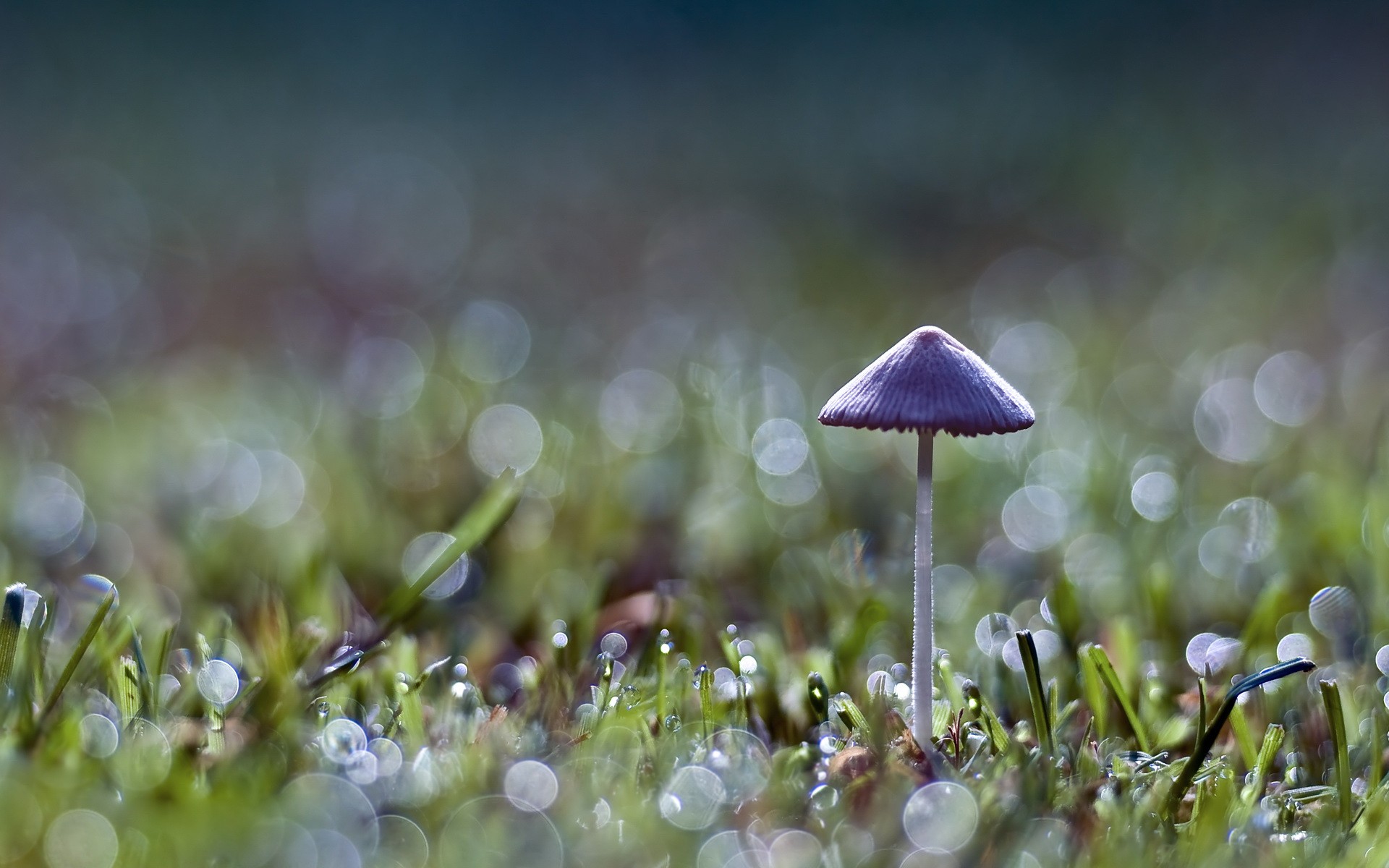 Forest: Mushrooms Nature Grass Forest Lonely Mushroom HD Wallpaper ...
