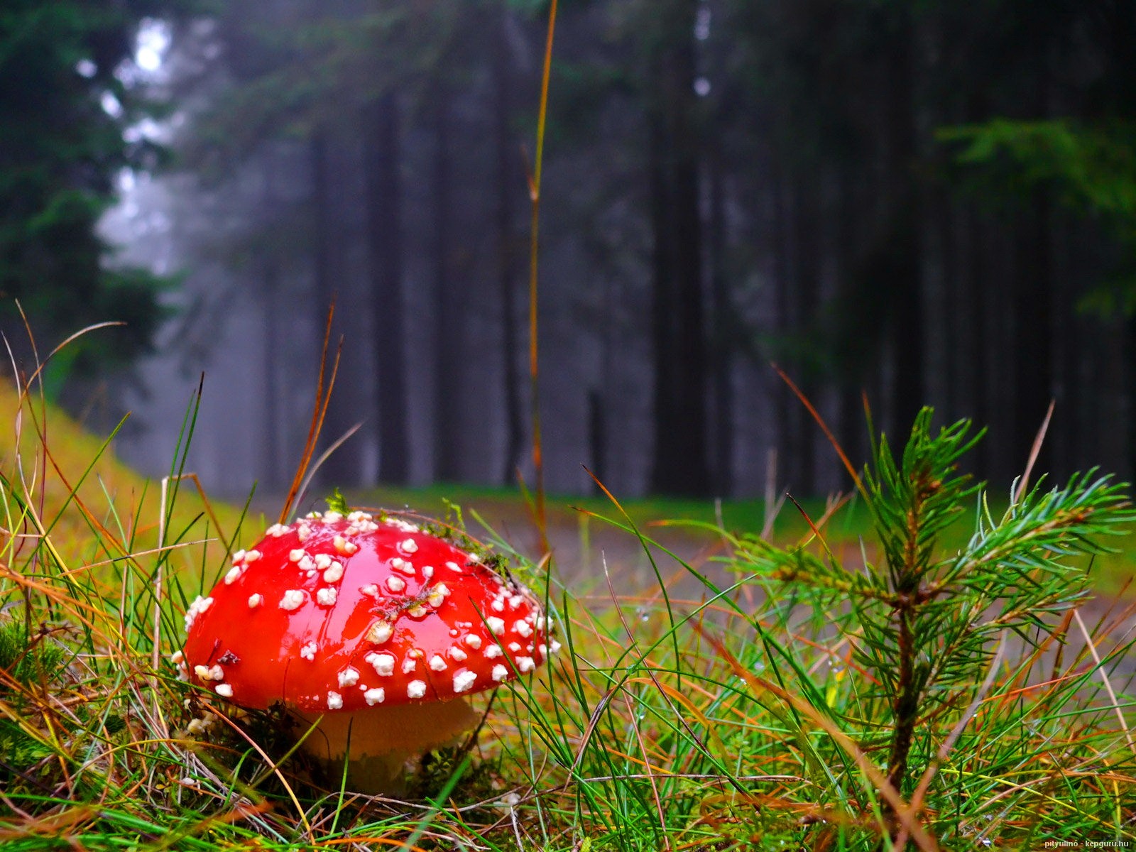 Forests: Meadow Nature Forest Lonely Woods Nice Mushroom Grass Path ...