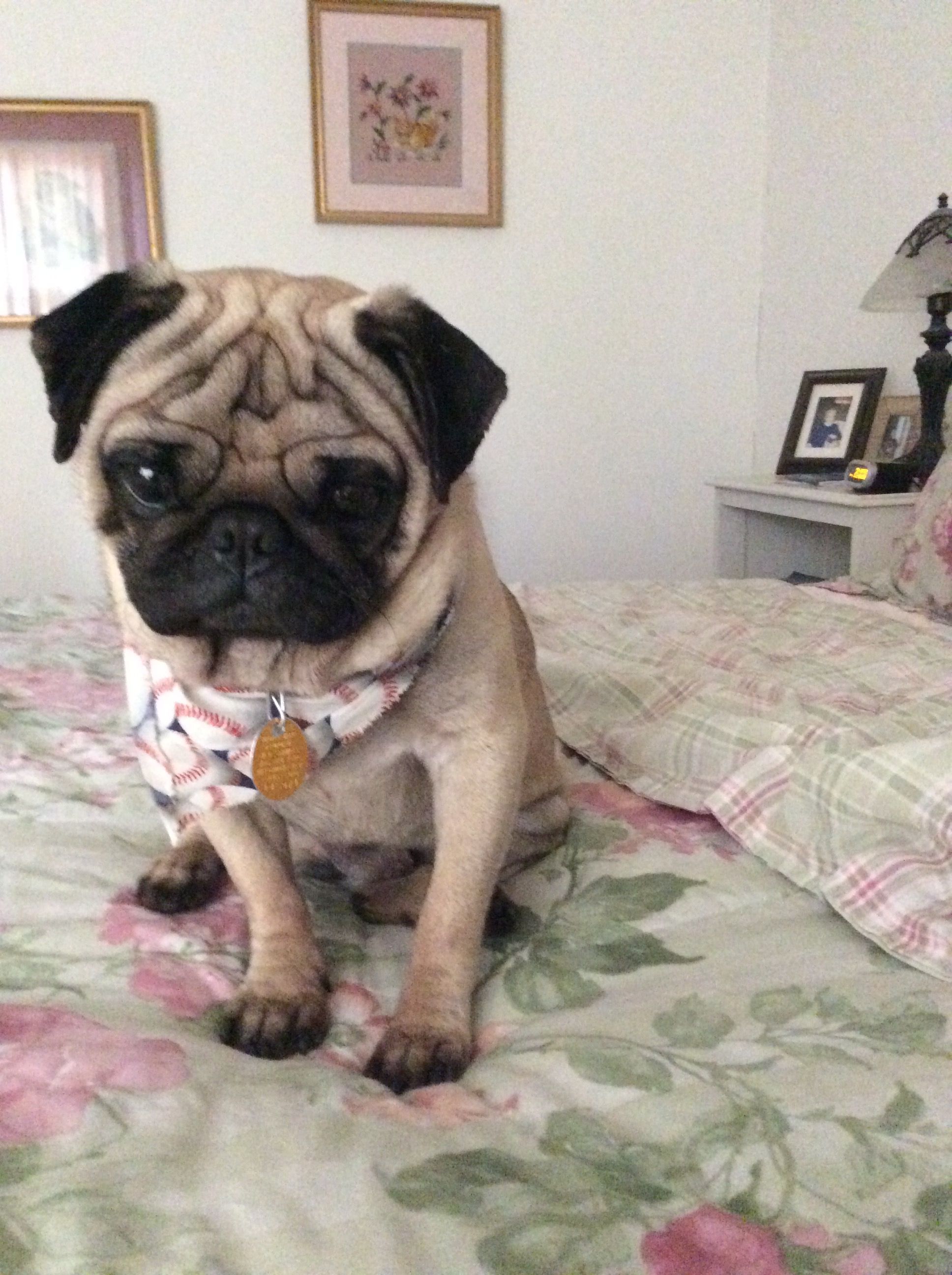 Lonely Pug ~ what a sweetheart -my granddaughter would love him ...