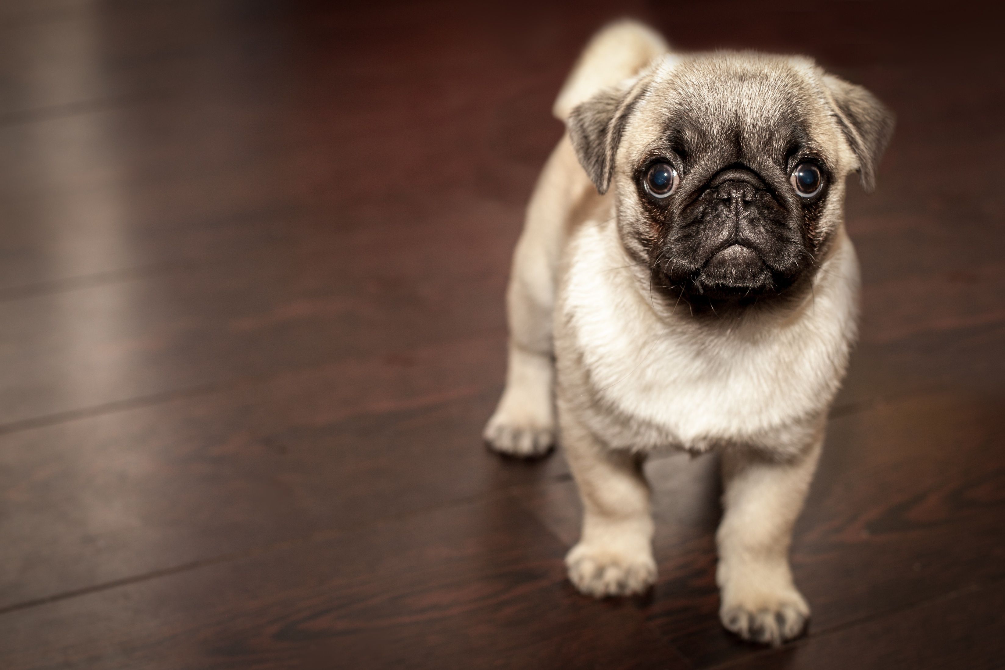 6 Reasons Why Pugs Are The Best Dog Breed | Dog and Animal