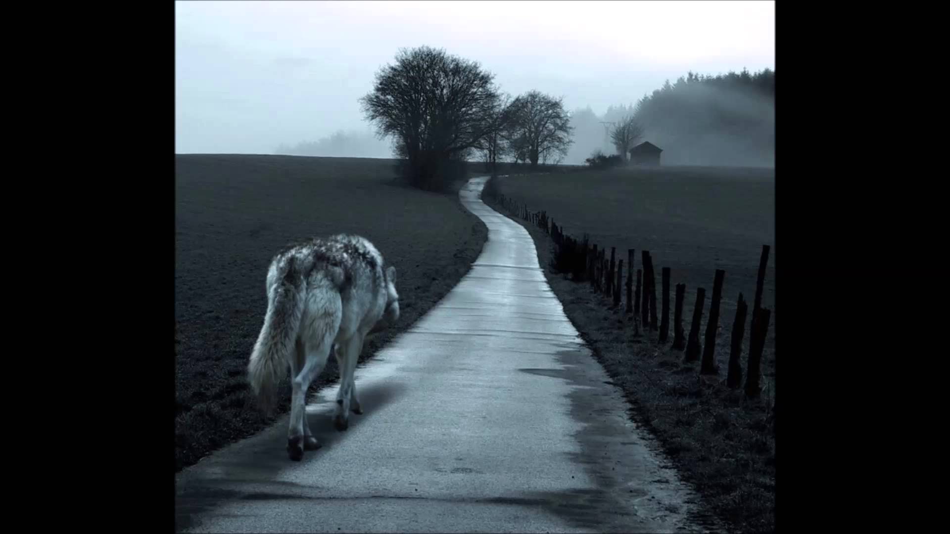 Унесет в никуда. Волк уходит. Волк уходит в даль. Волк уходящий в даль. Волк идет по дороге.