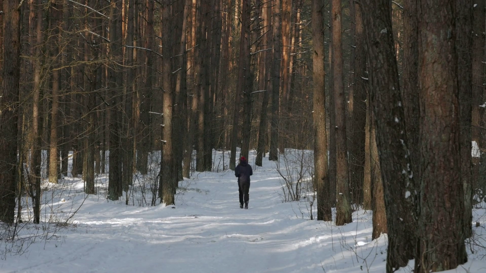 Lonely runner in the woods in winter, rear view Stock Video Footage ...