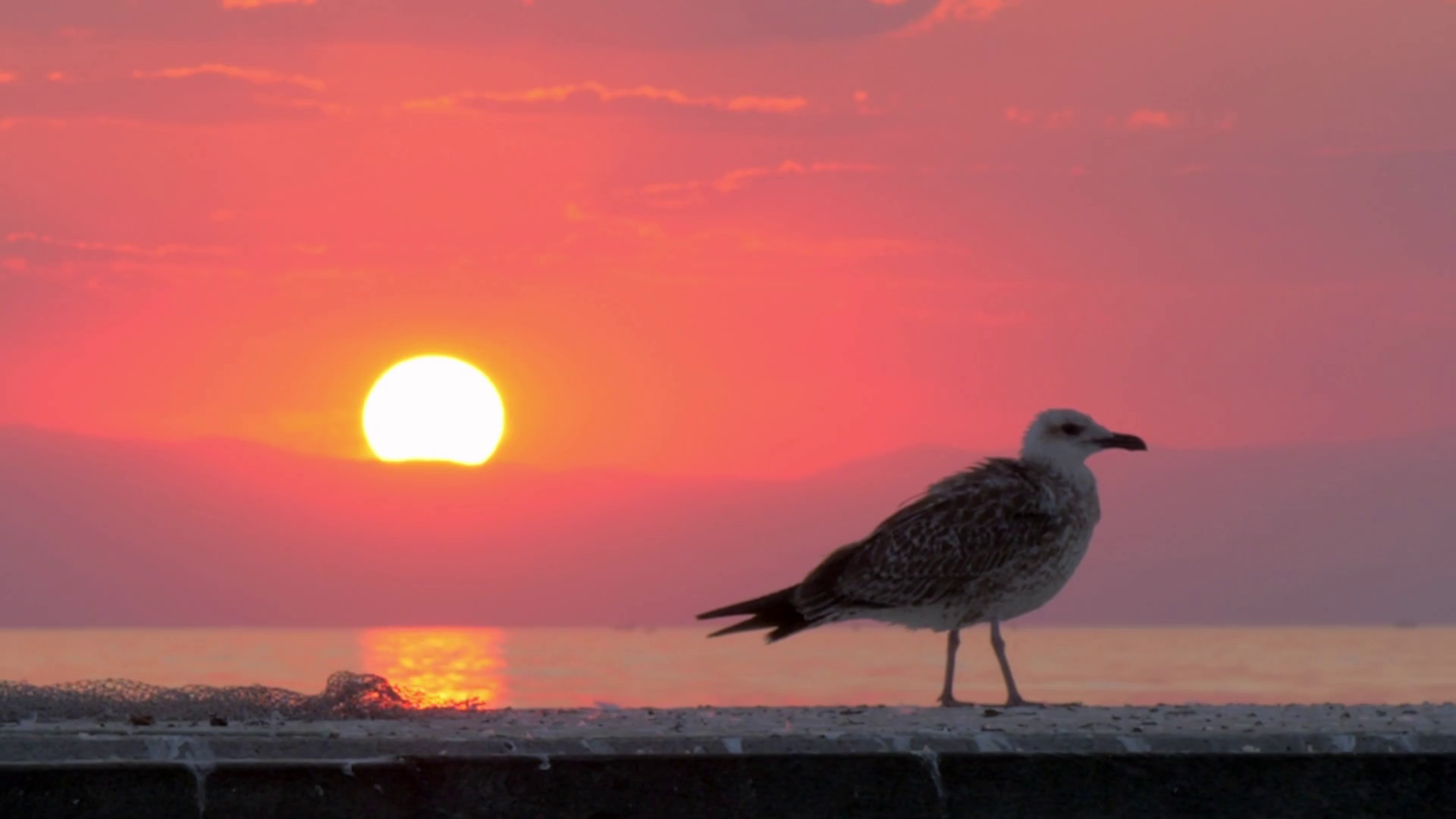 Slow motion shot of lonely seagull on the pier looking at sea. Bird ...