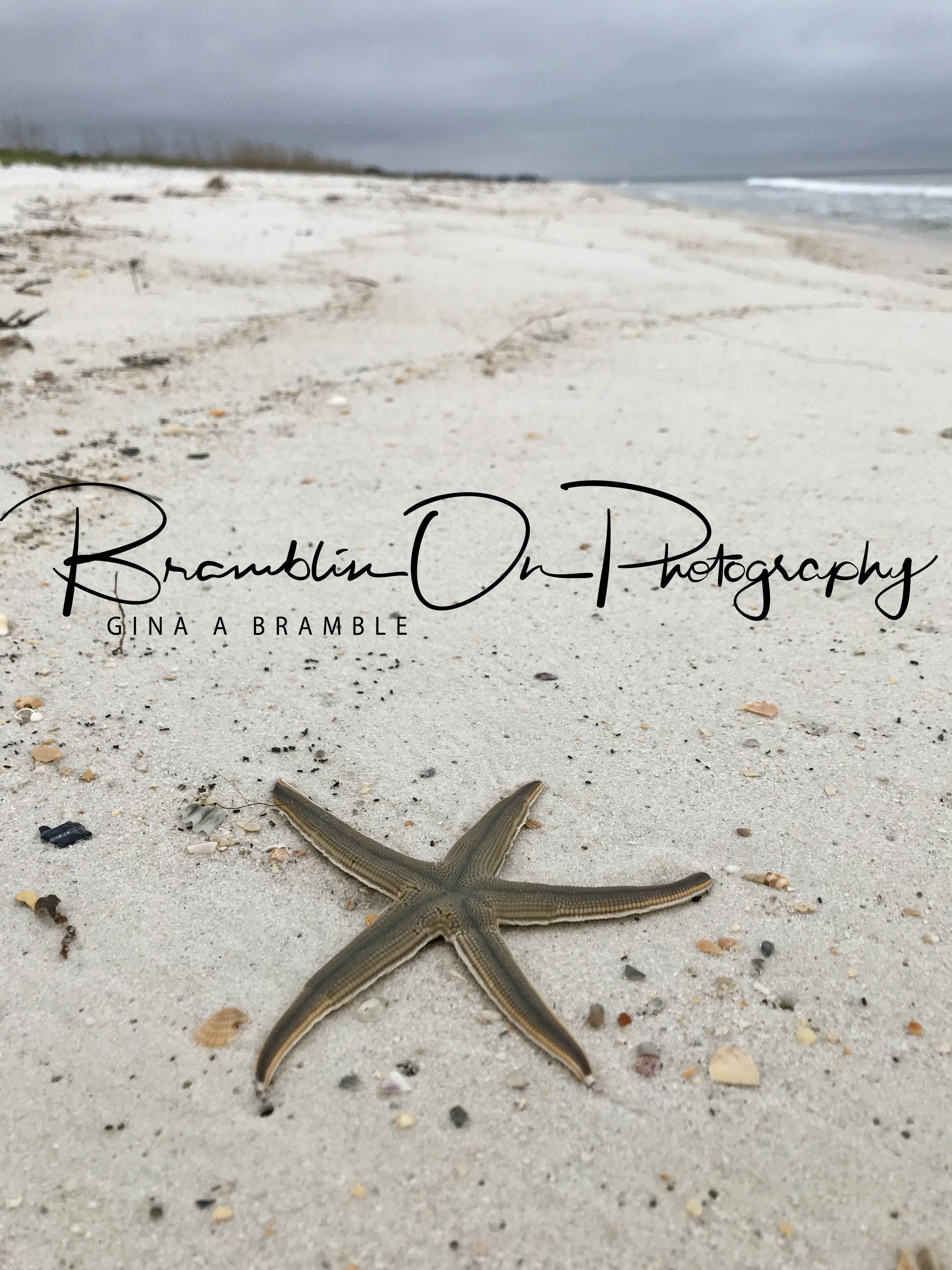 Lonely Starfish – Bramblin On Photography