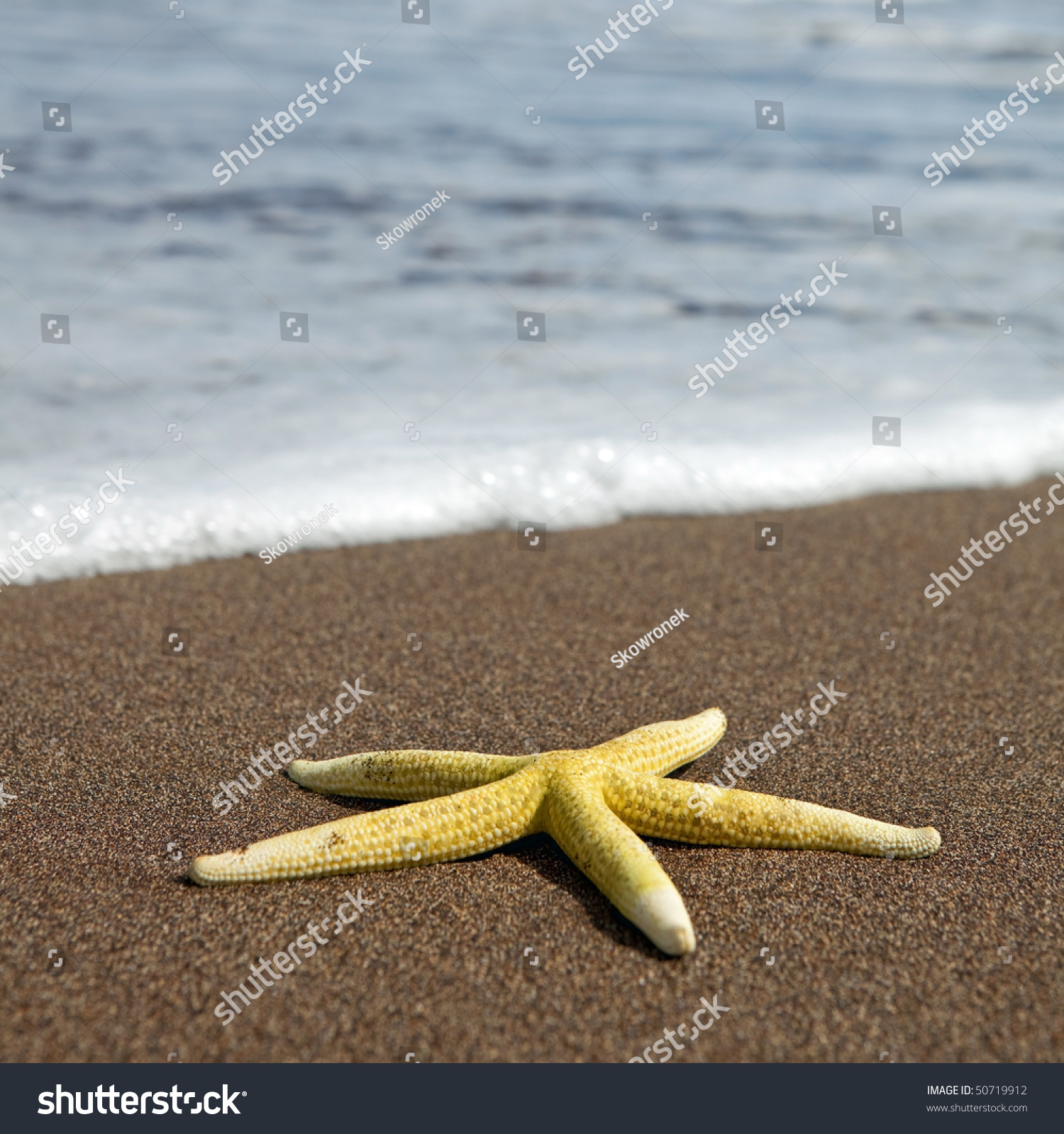 Starfish On Beach Stock Photo 50719912 - Shutterstock