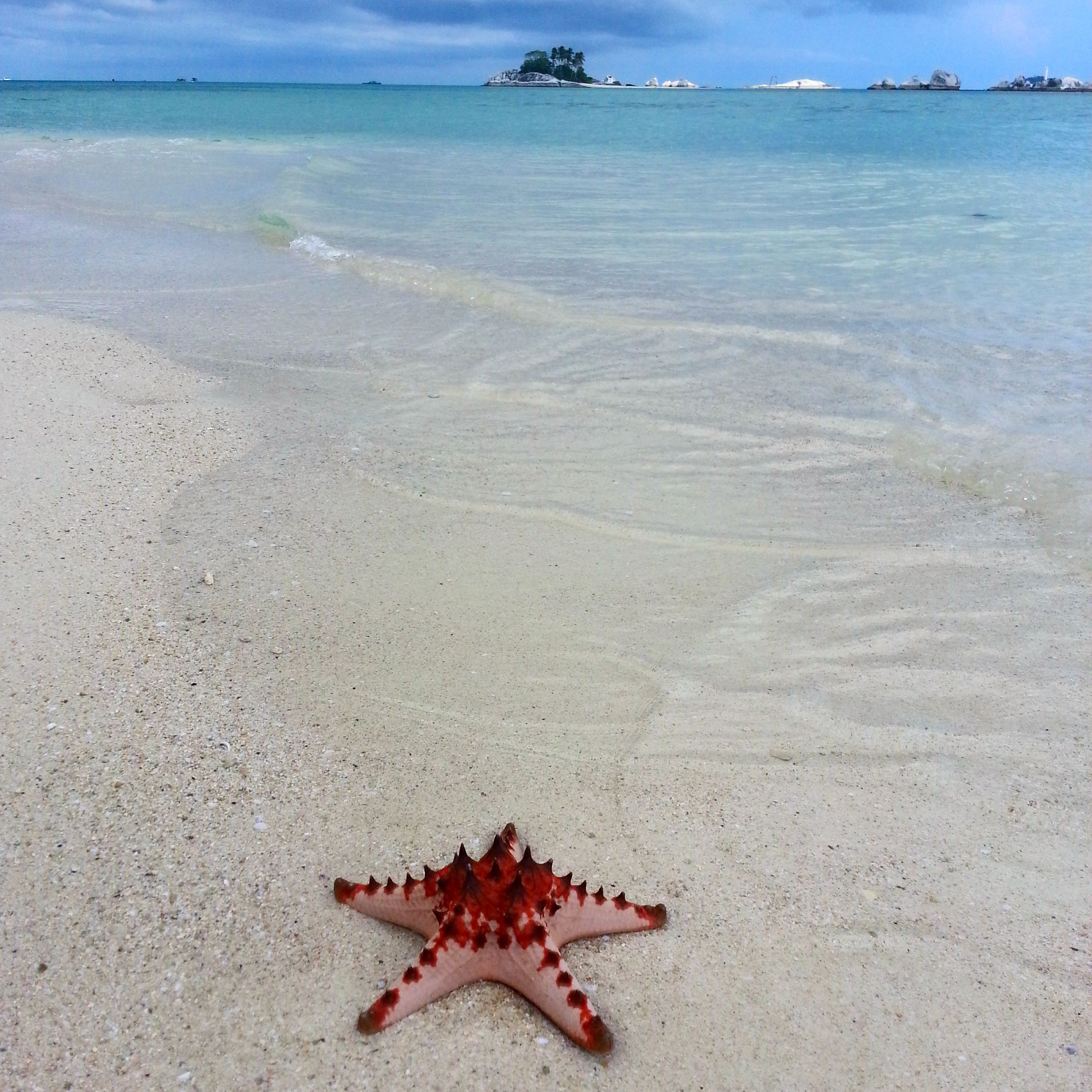 Lonely big starfish @Gosong Island, Belitung Indonesia ...