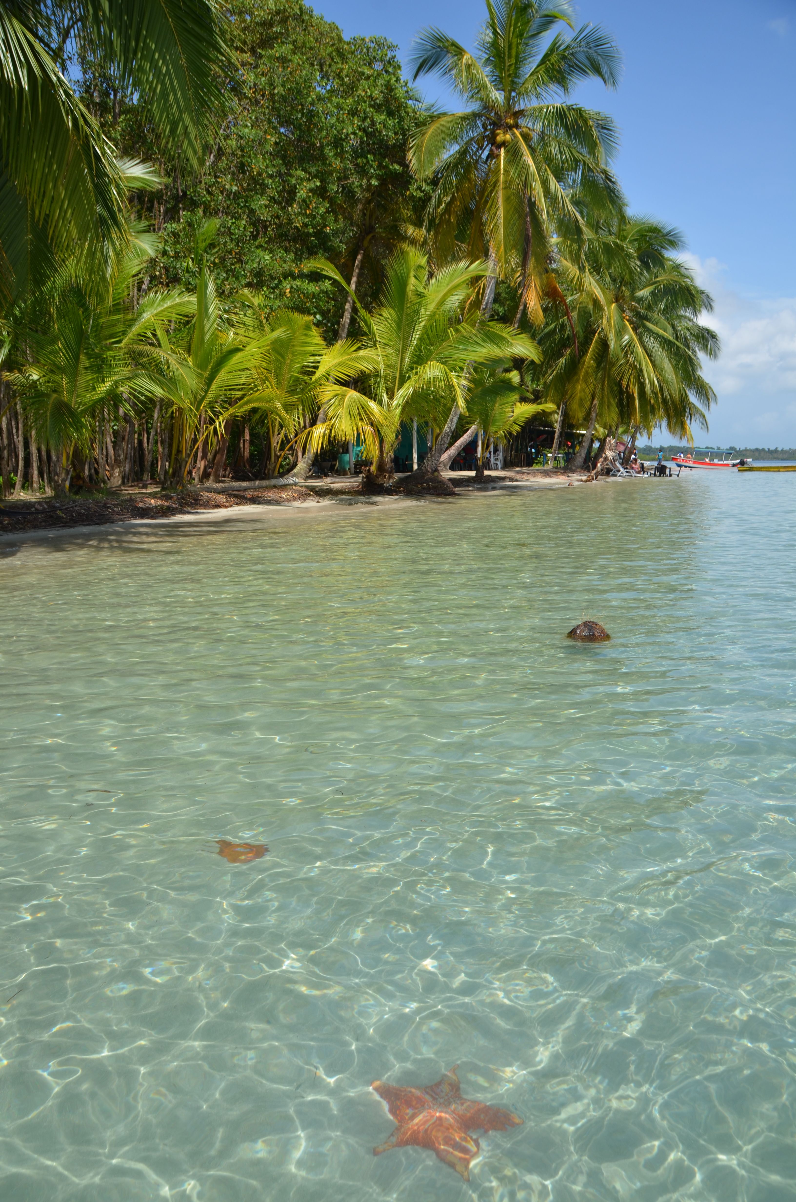 Lonely starfish. Playa Estrella, Bocas del Toro, Panama. Photo by ...