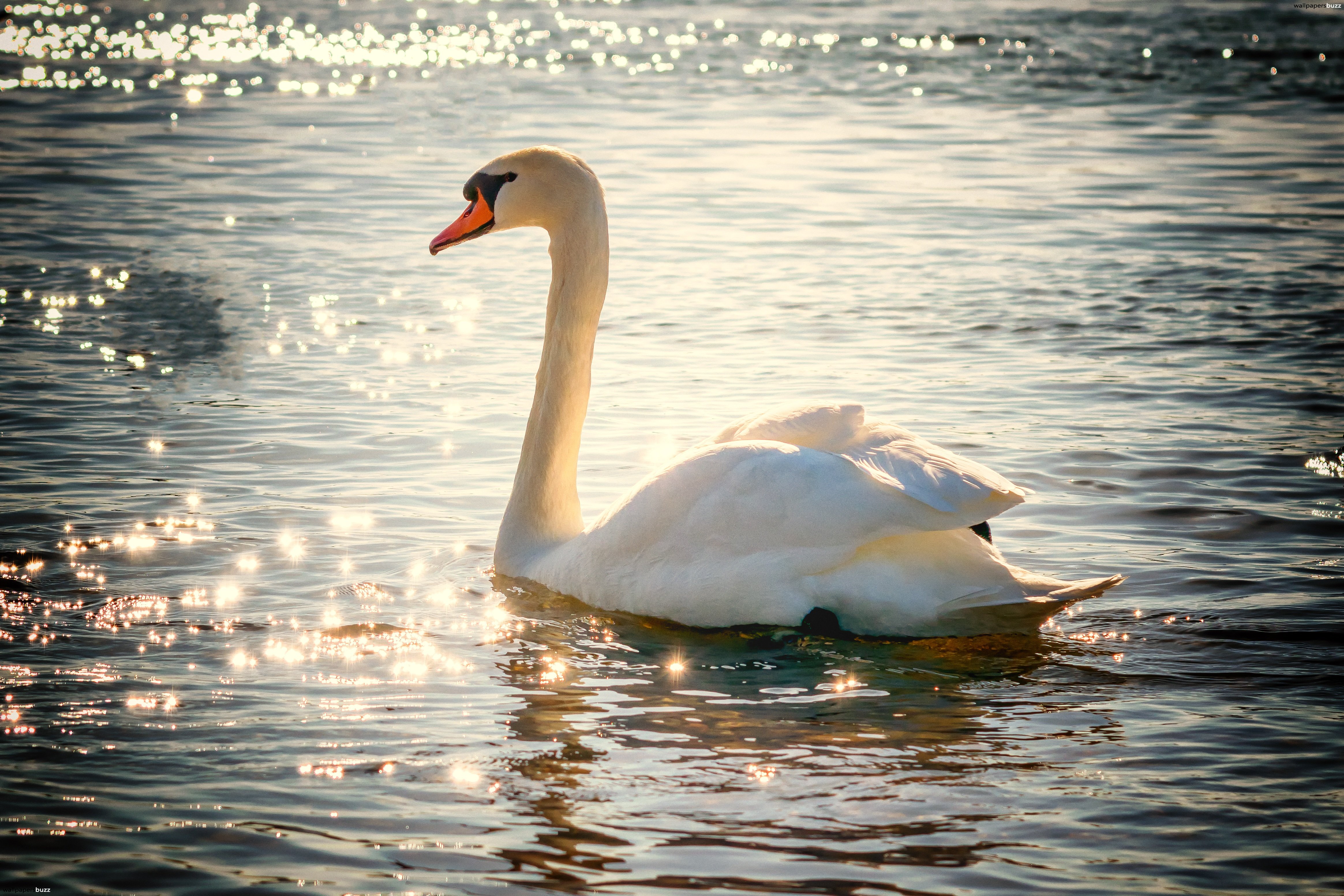 Lonely swan HD Wallpaper