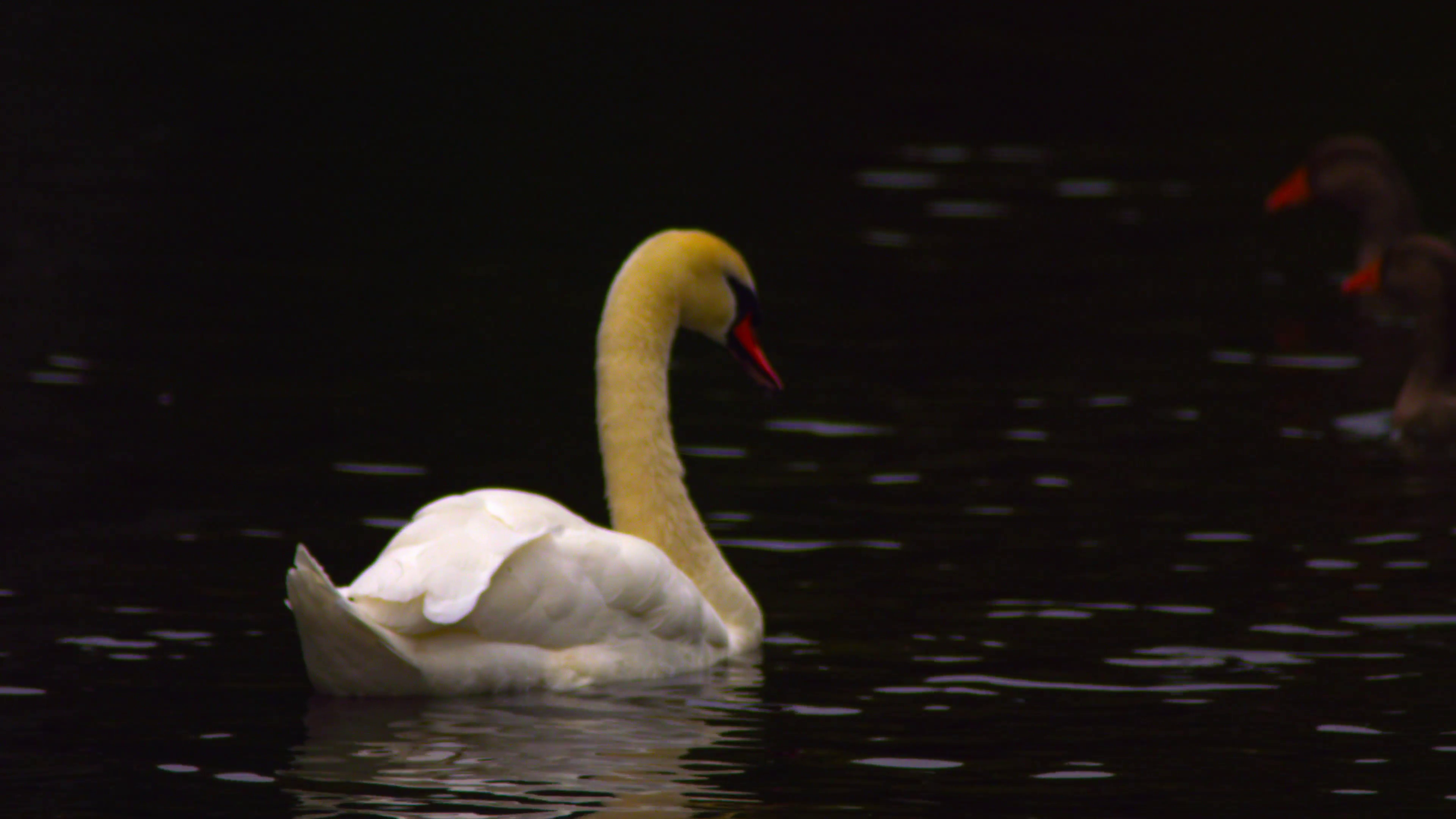 Lonely swan passing ducks Stock Video Footage - VideoBlocks