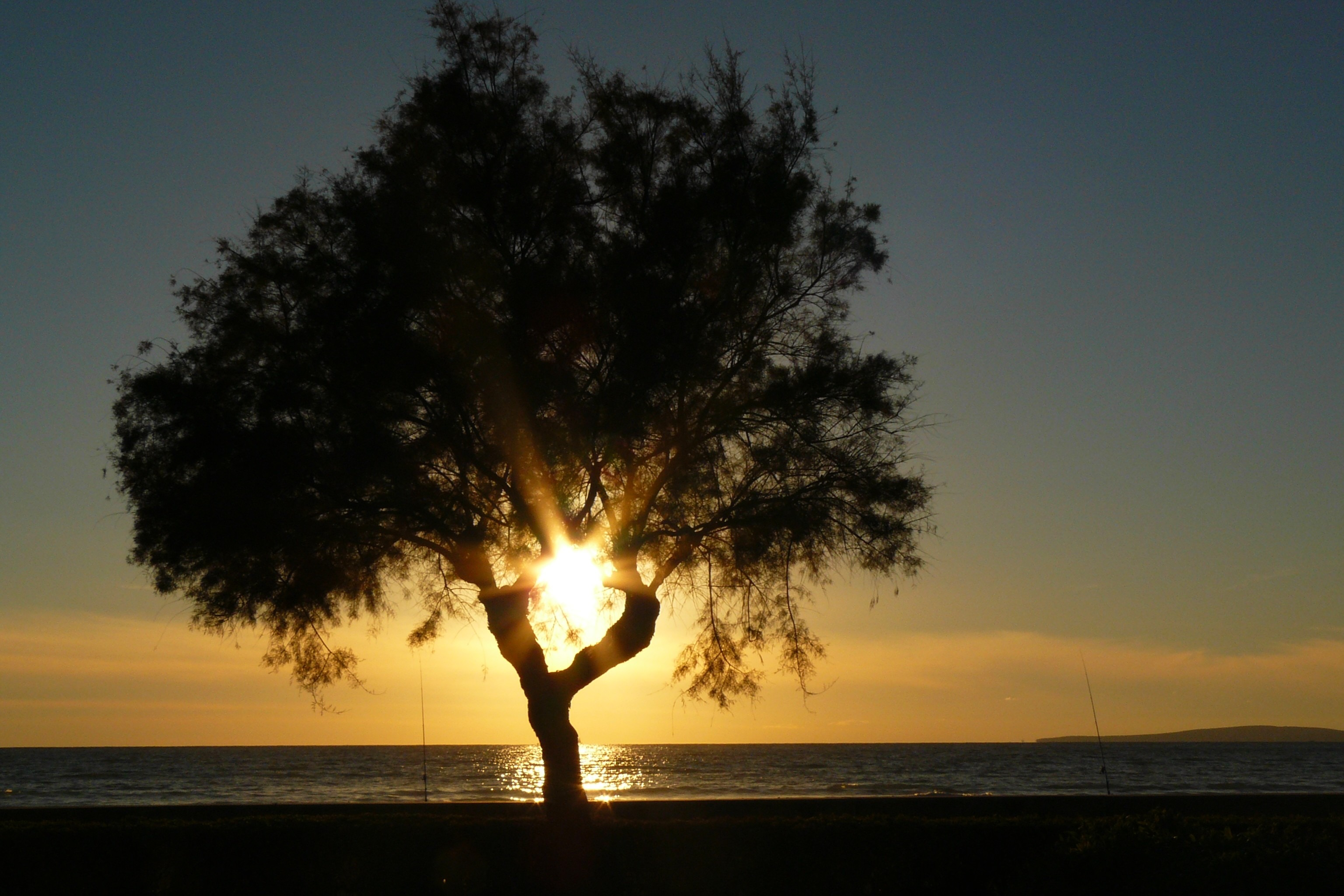 Free photo: Lonely Tree - Flow, Lake, Landscape - Free Download - Jooinn