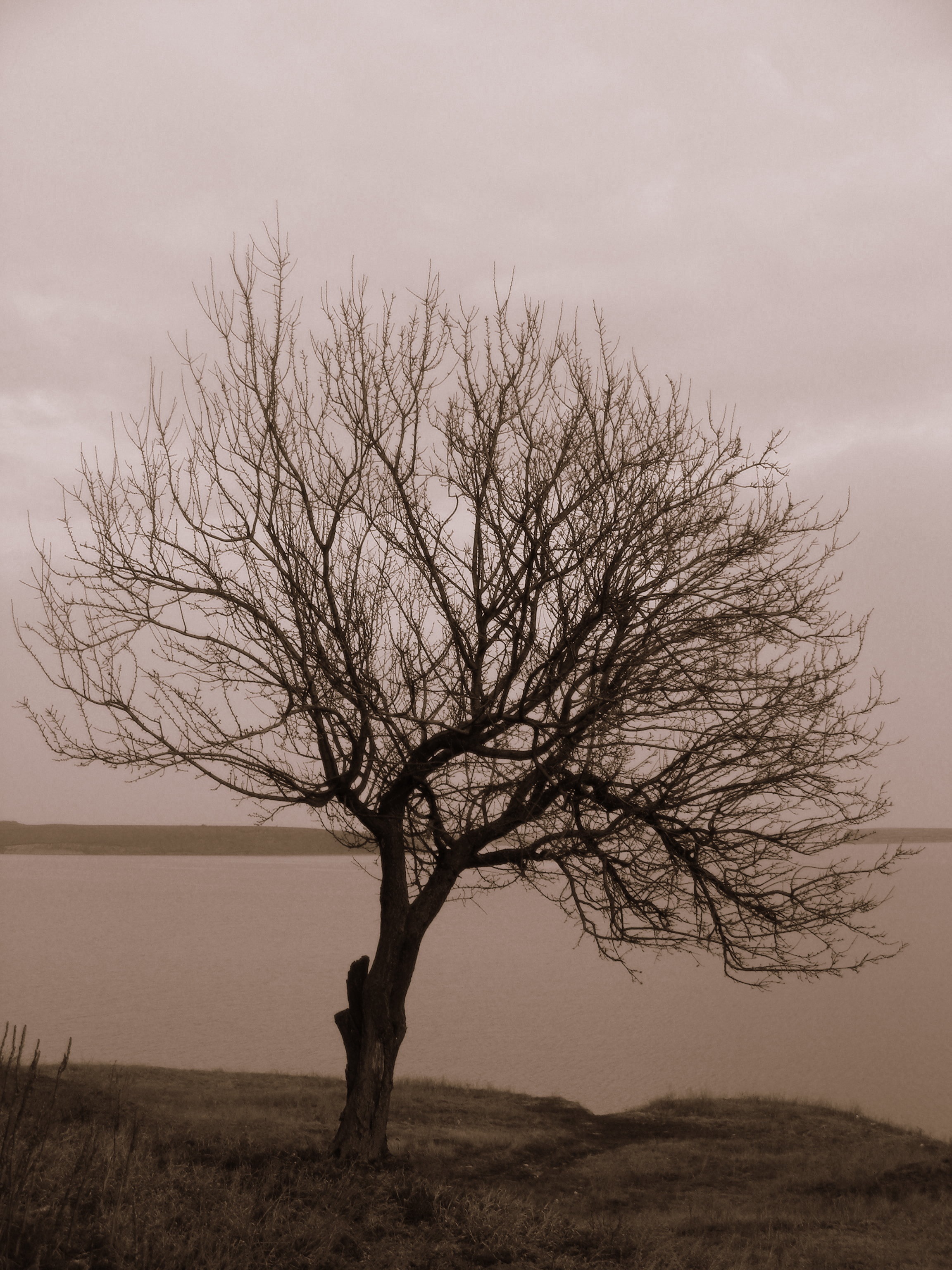 Lonely tree photo