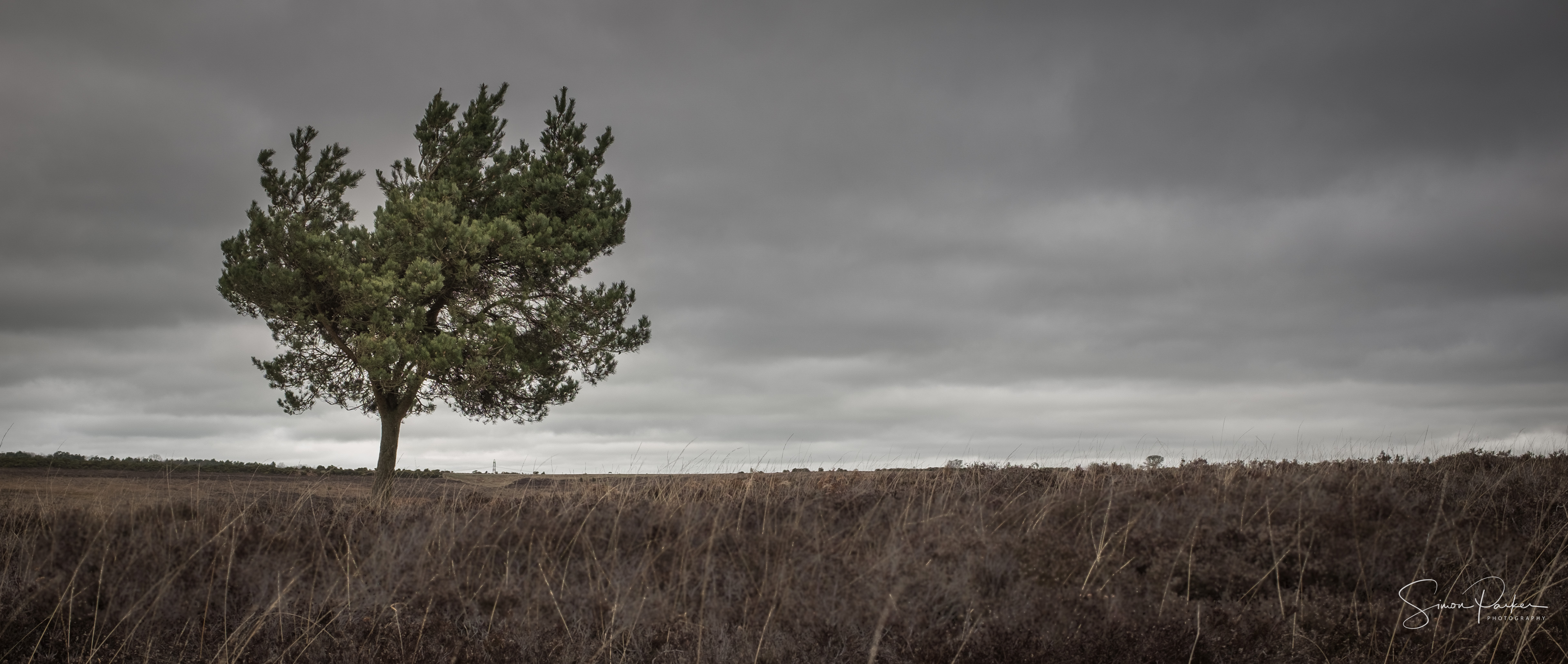 Photography and the lonely tree - Simon Parker Photography