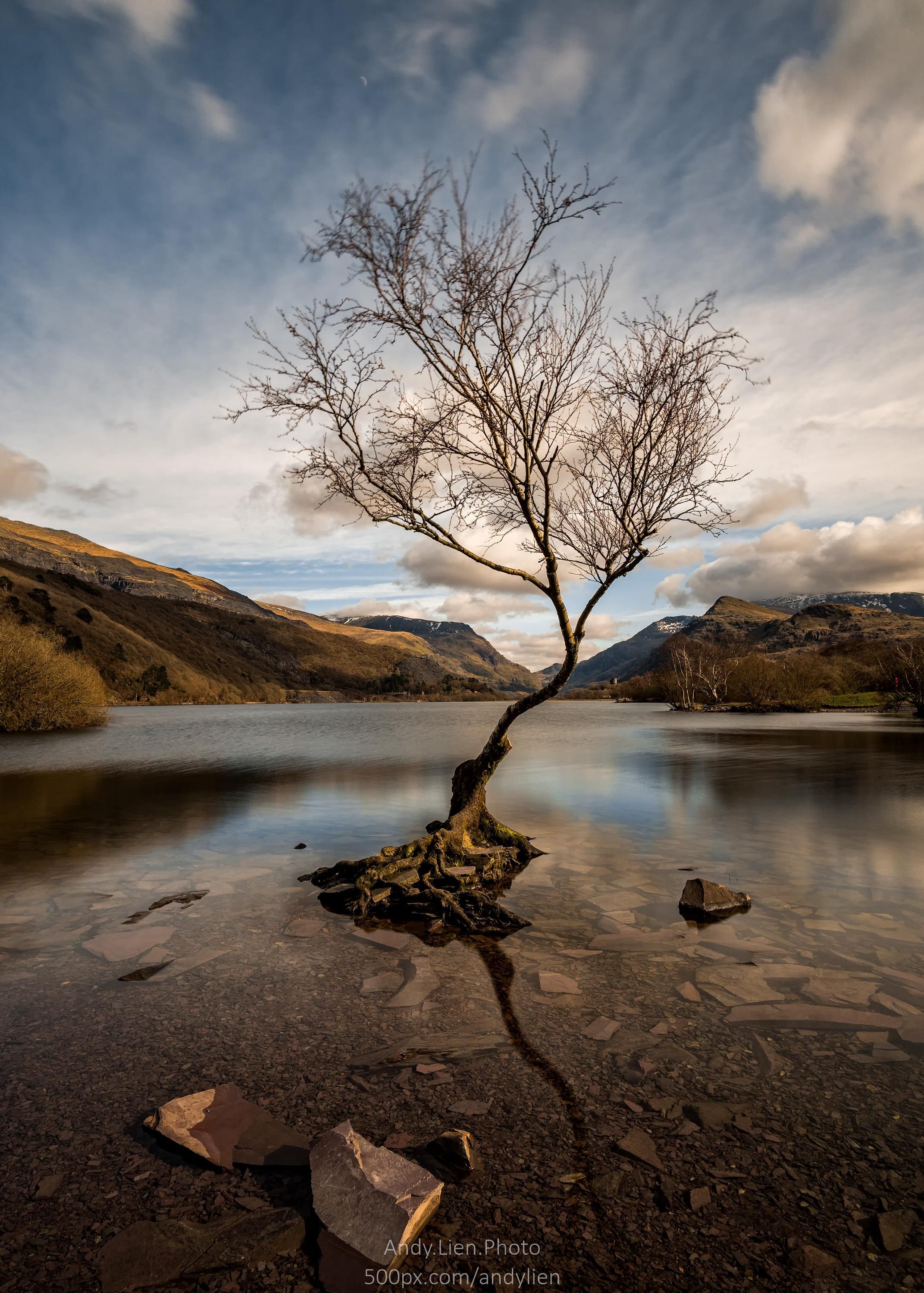 nature #beautiful #scenery The Lonely Tree of Llyn Padam Wales [OC ...