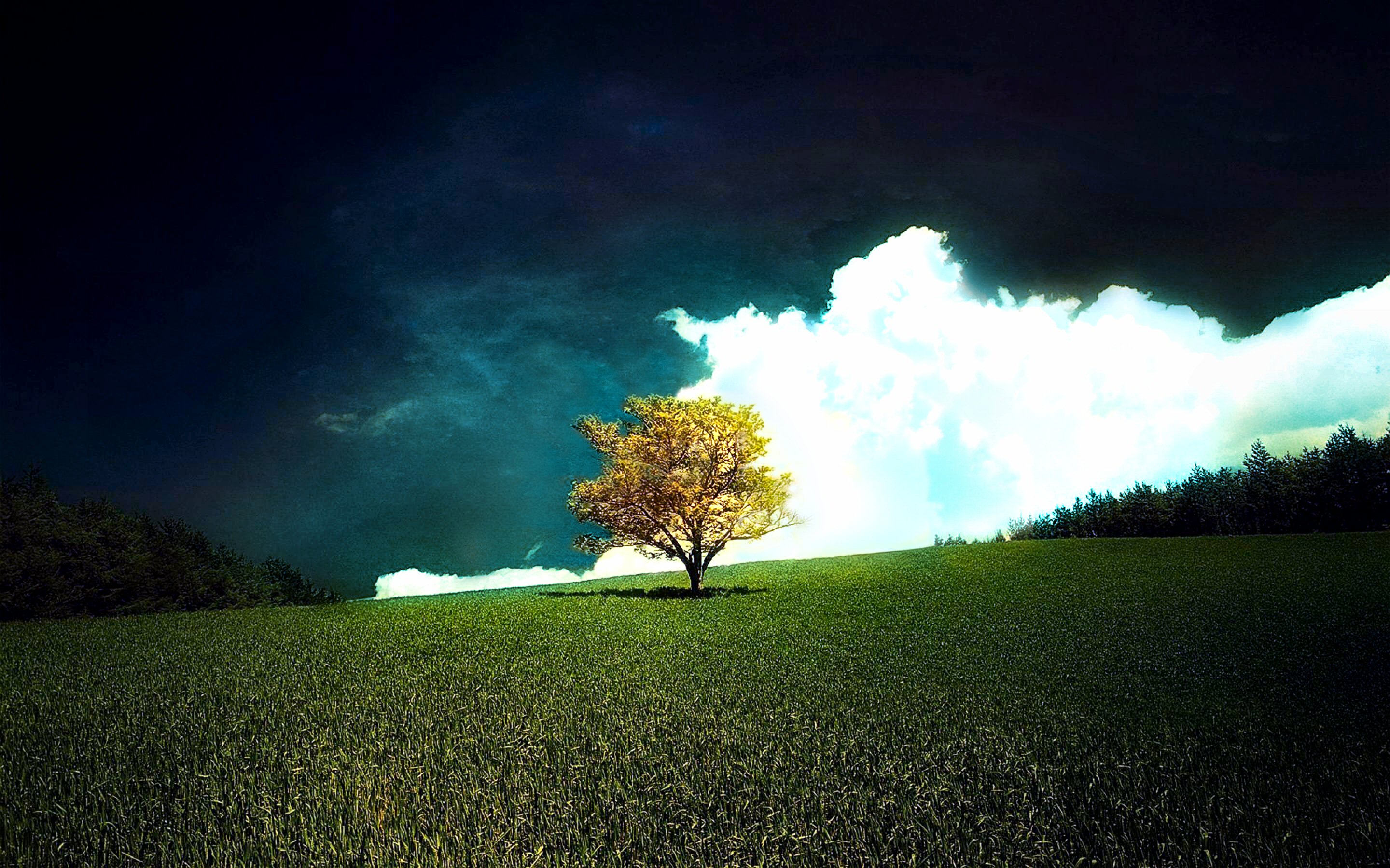 231 Lonely Tree HD Wallpapers | Background Images - Wallpaper Abyss