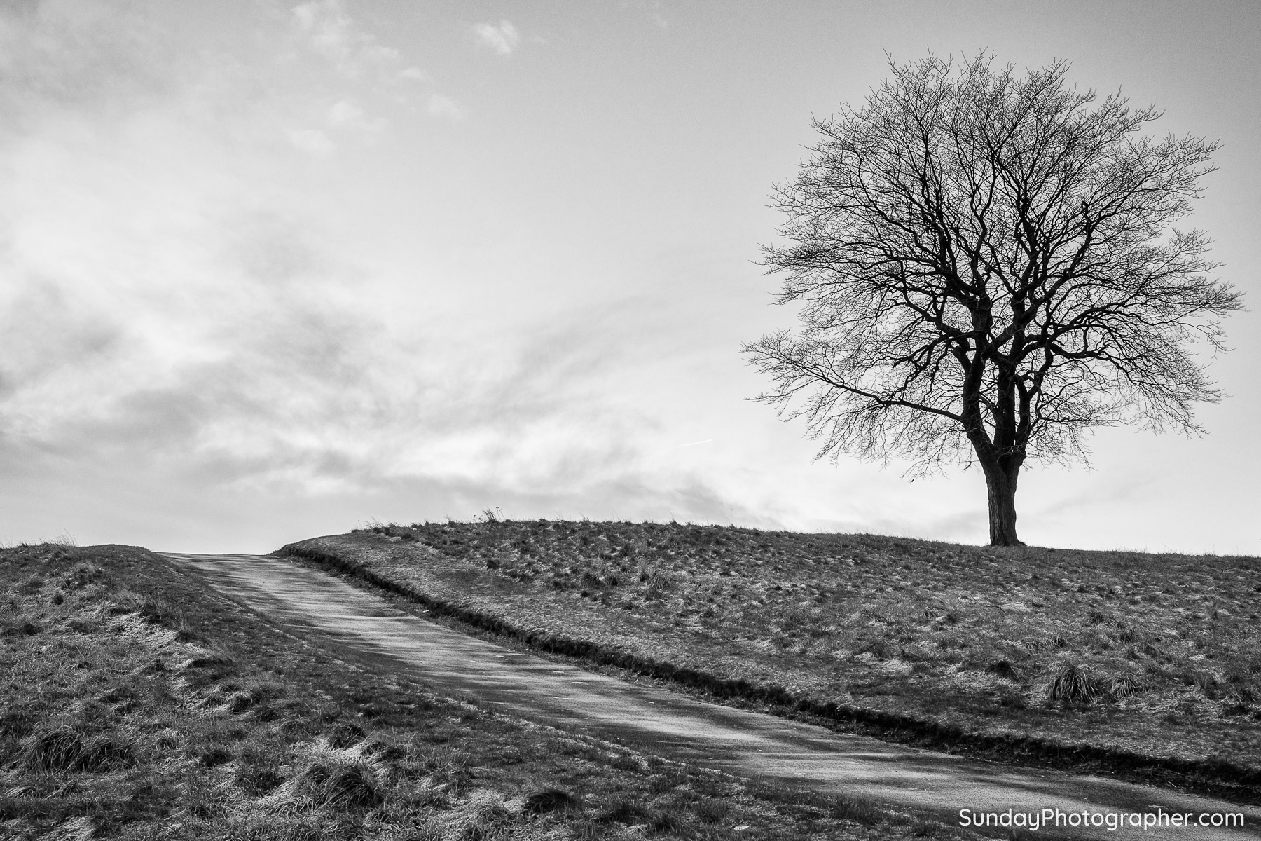 Lonely Trees on Hills of Edinburgh – Sunday Photographer