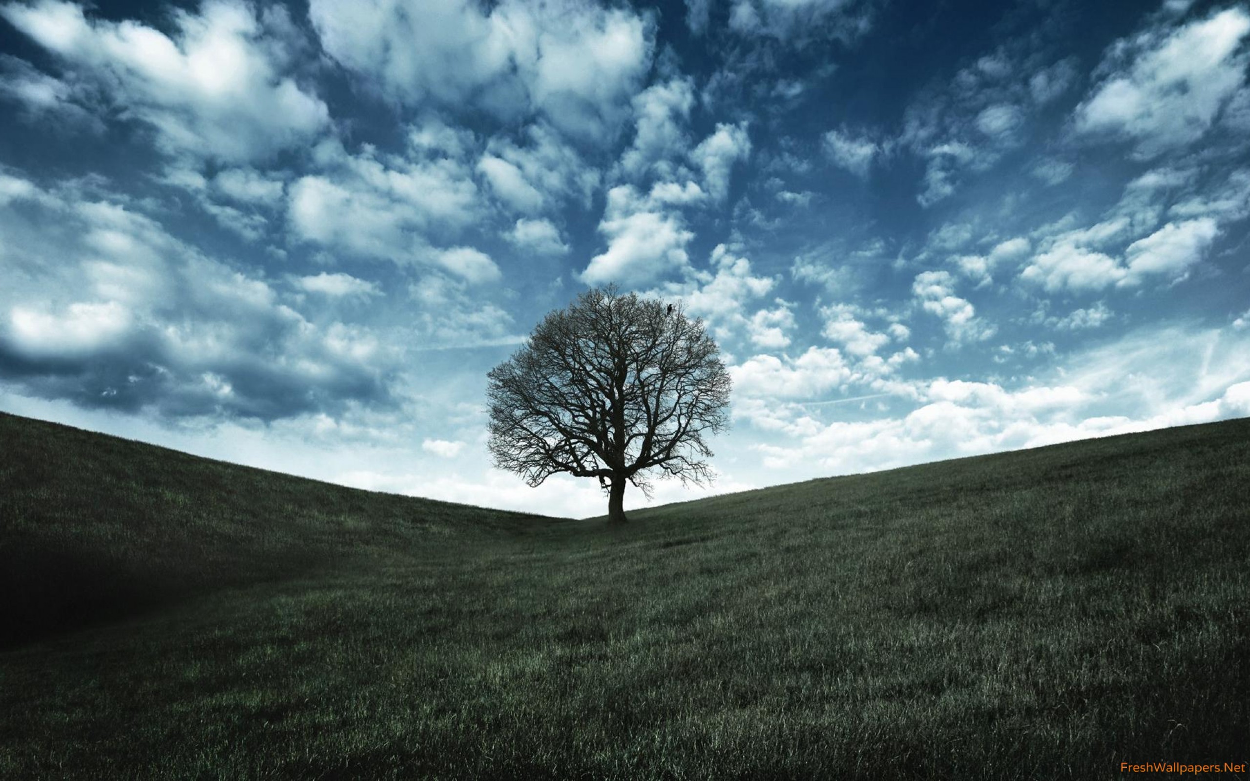Lonely tree wallpapers | Freshwallpapers