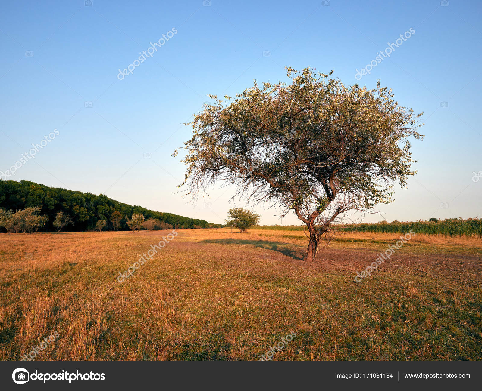 Lonely Tree in a Yellow Field — Stock Photo © Kulichok #171081184