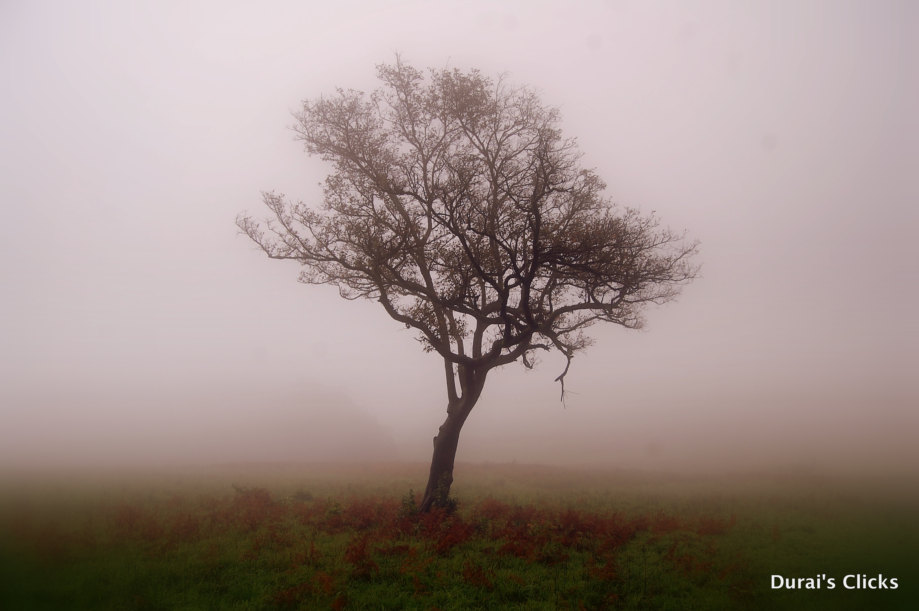 lonely tree - Hľadať Googlom | pix pix | Pinterest | Lonely and Long ...