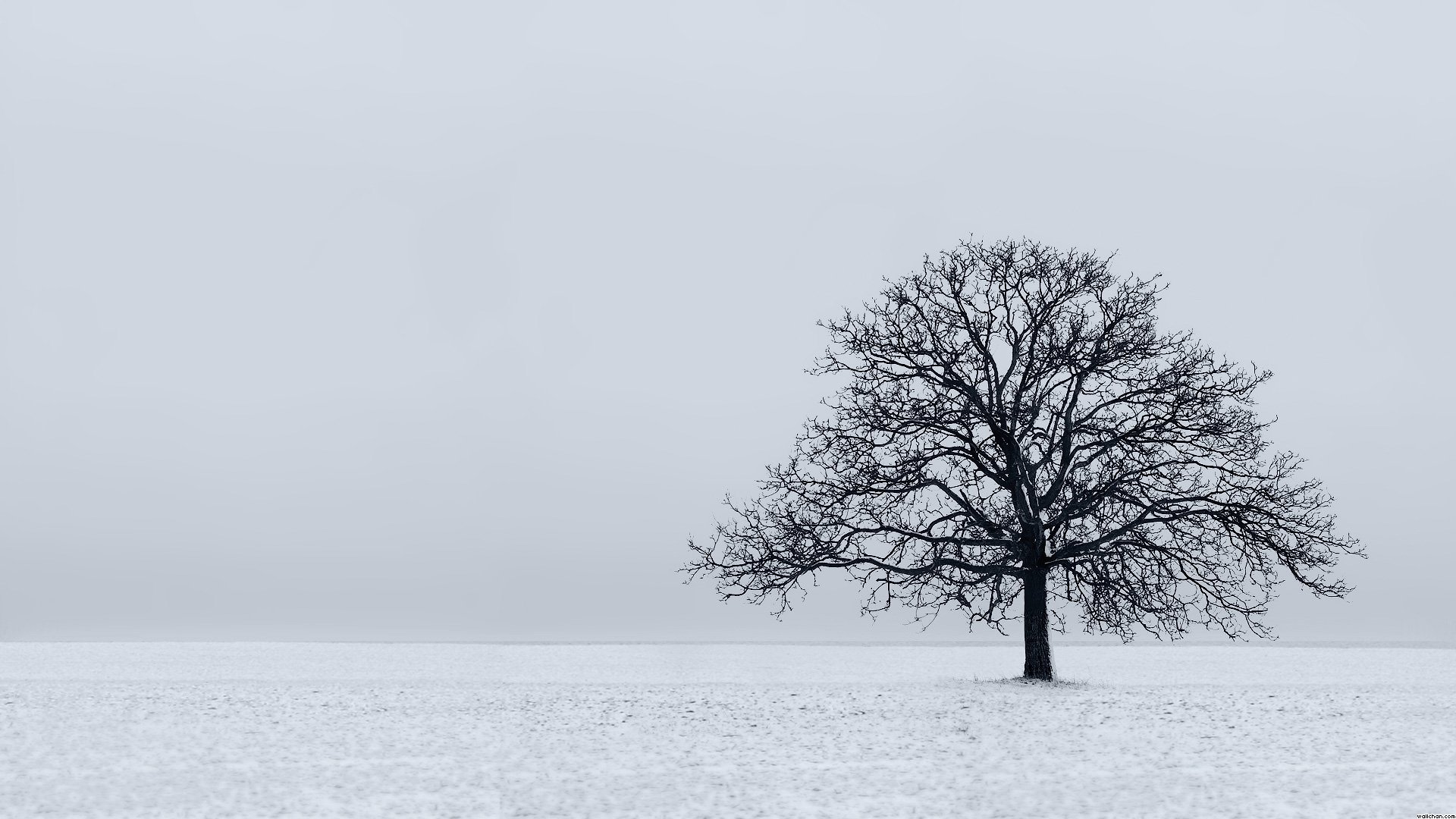 Lonely Tree 232619 - WallDevil