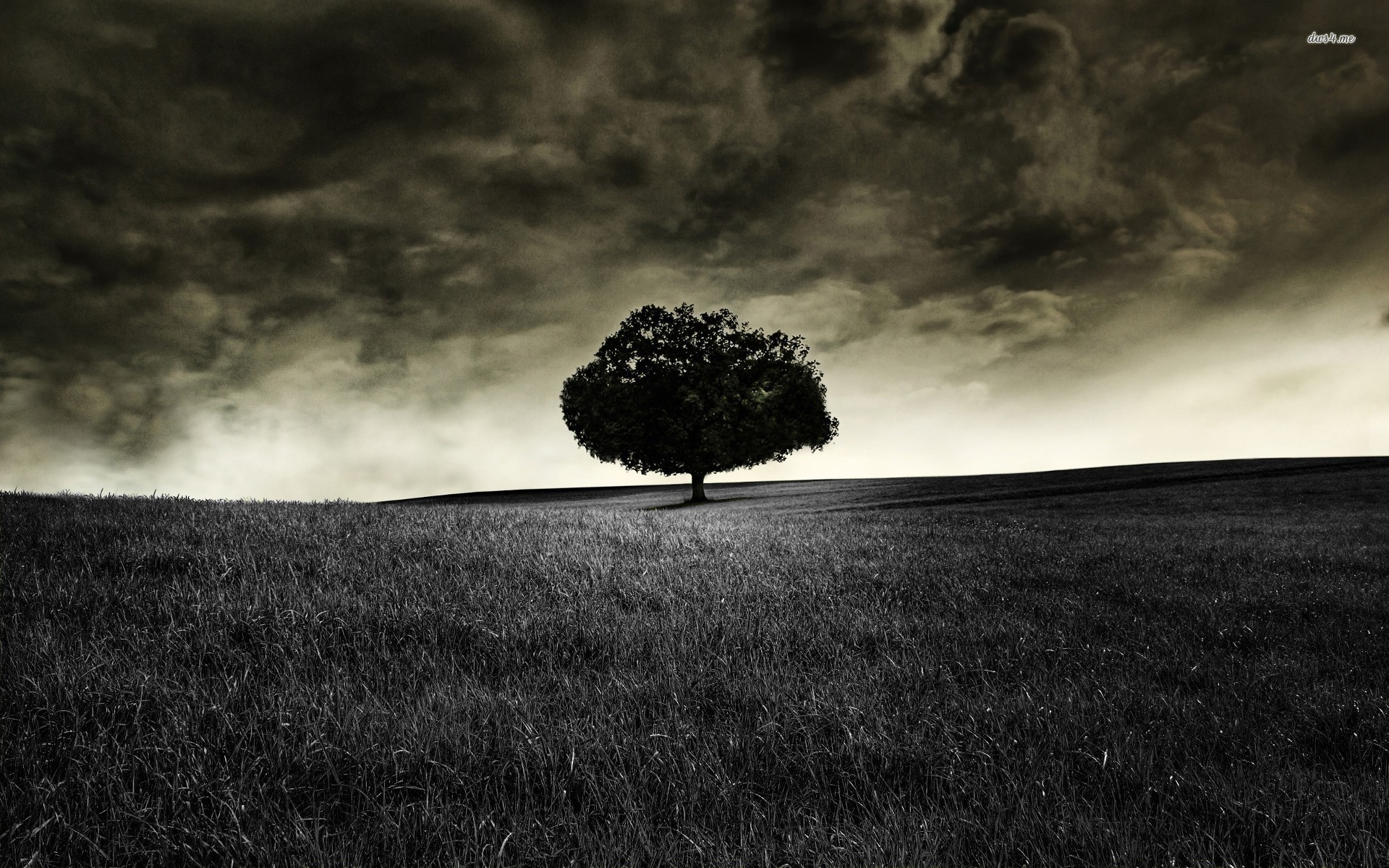 Dark lonely tree wallpaper - Photography wallpapers - #10250