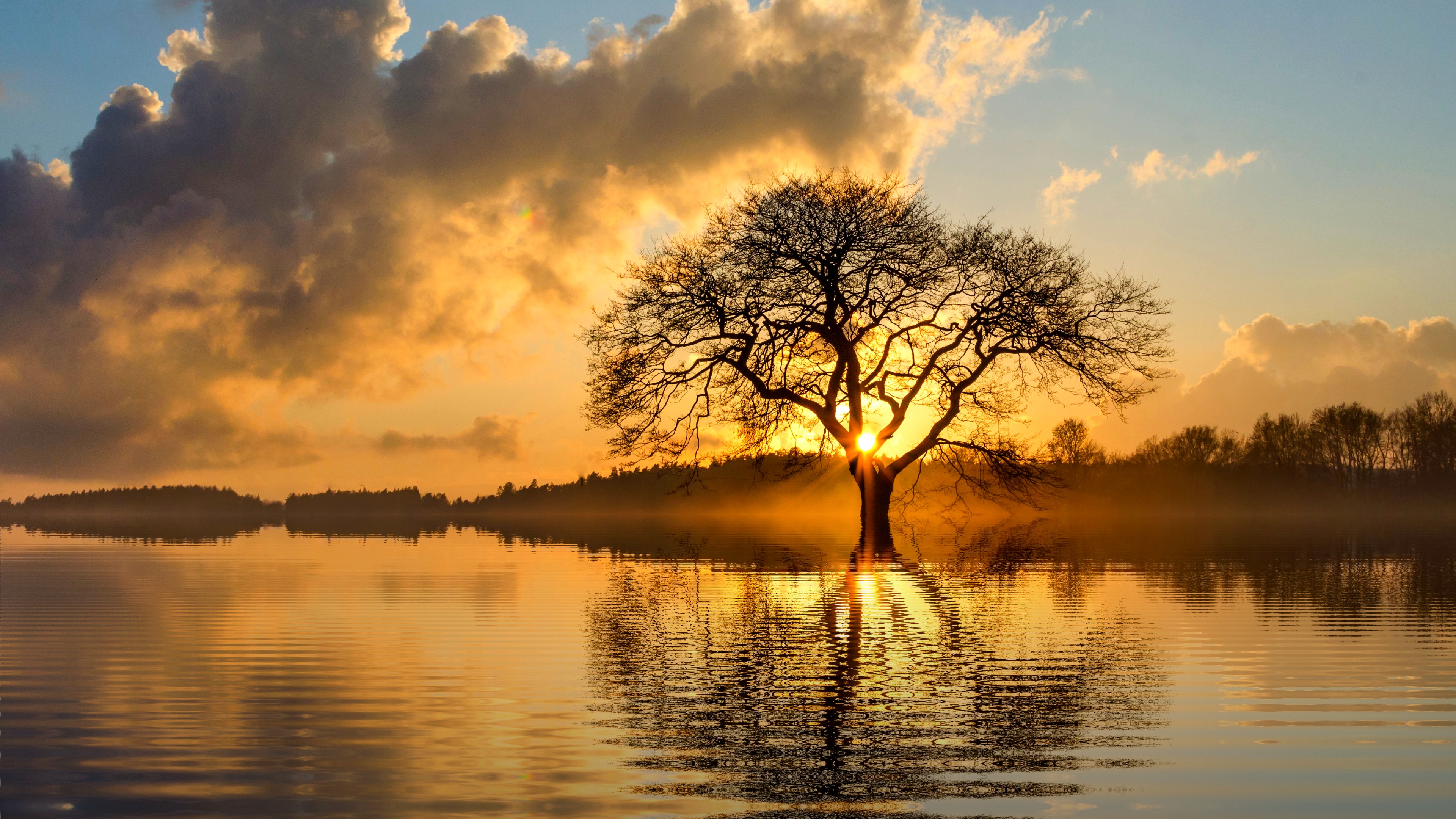 Lone Tree At Sundown Wallpaper | Wallpaper Studio 10 | Tens of ...