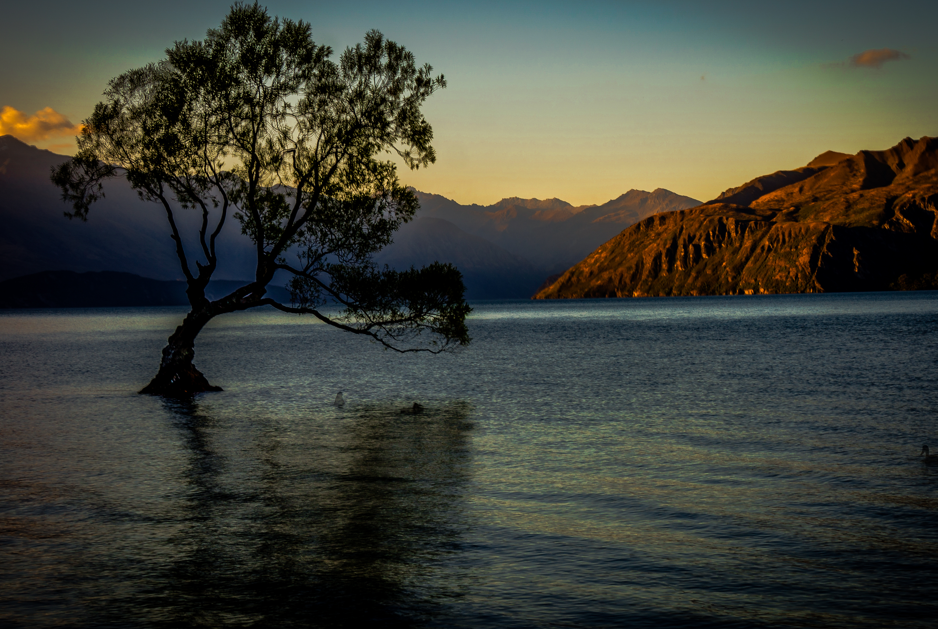 Visiting the Lone Tree of Wanaka in New Zealand - Wandering and ...