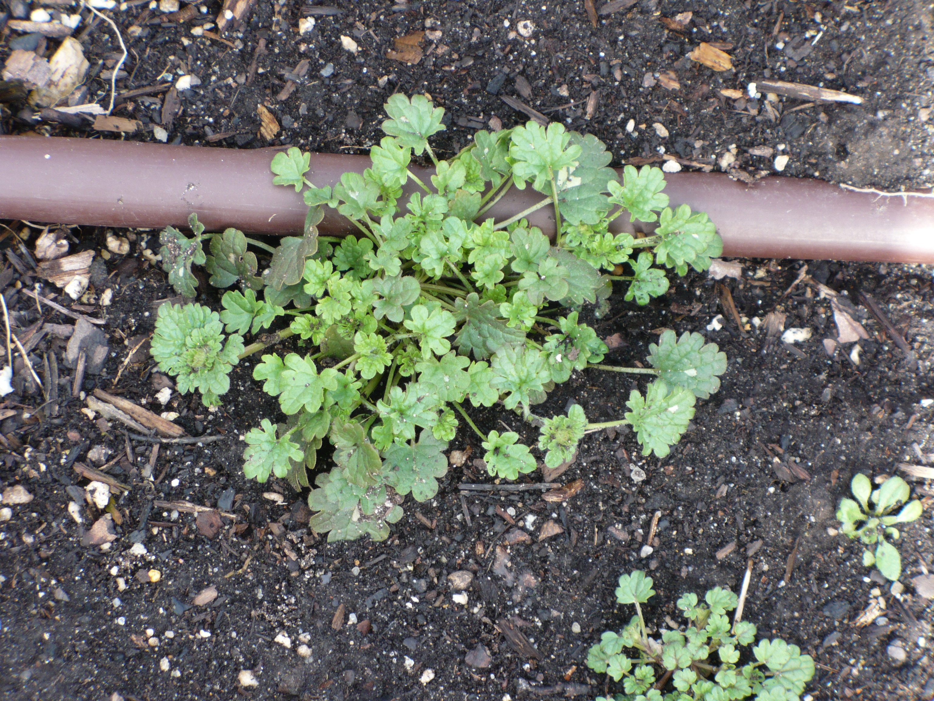 Eating Weeds? | The Demo Garden Blog