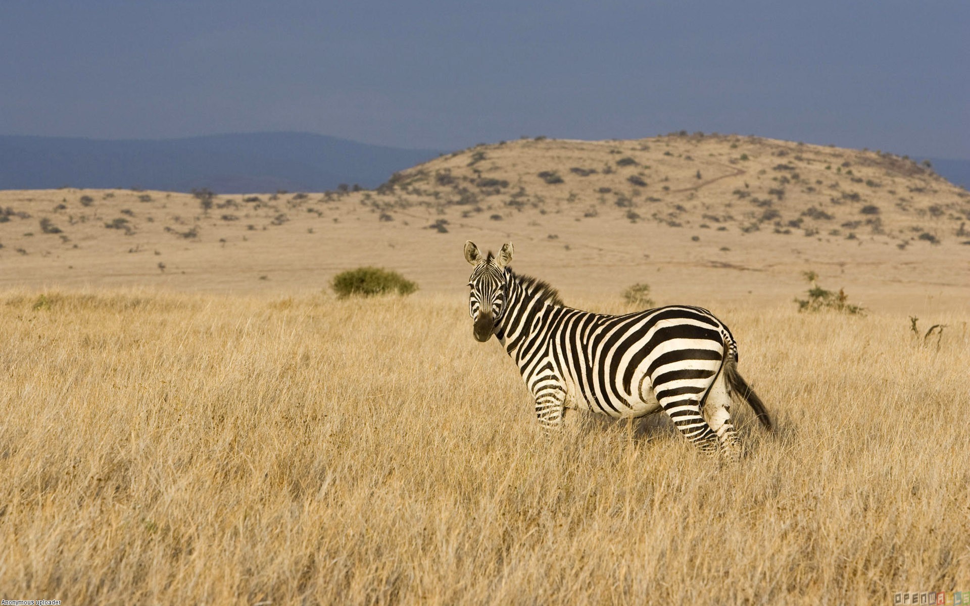 Lonely zebra photo