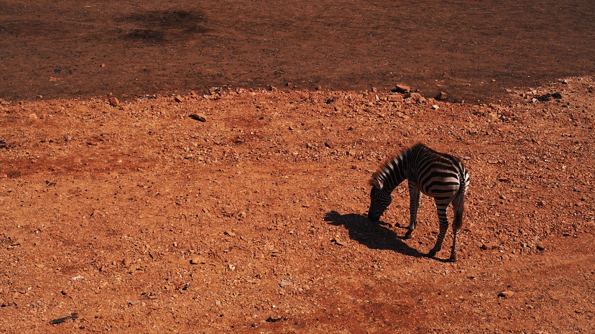 Lonely zebra in the zoo Stock Video Footage - VideoBlocks