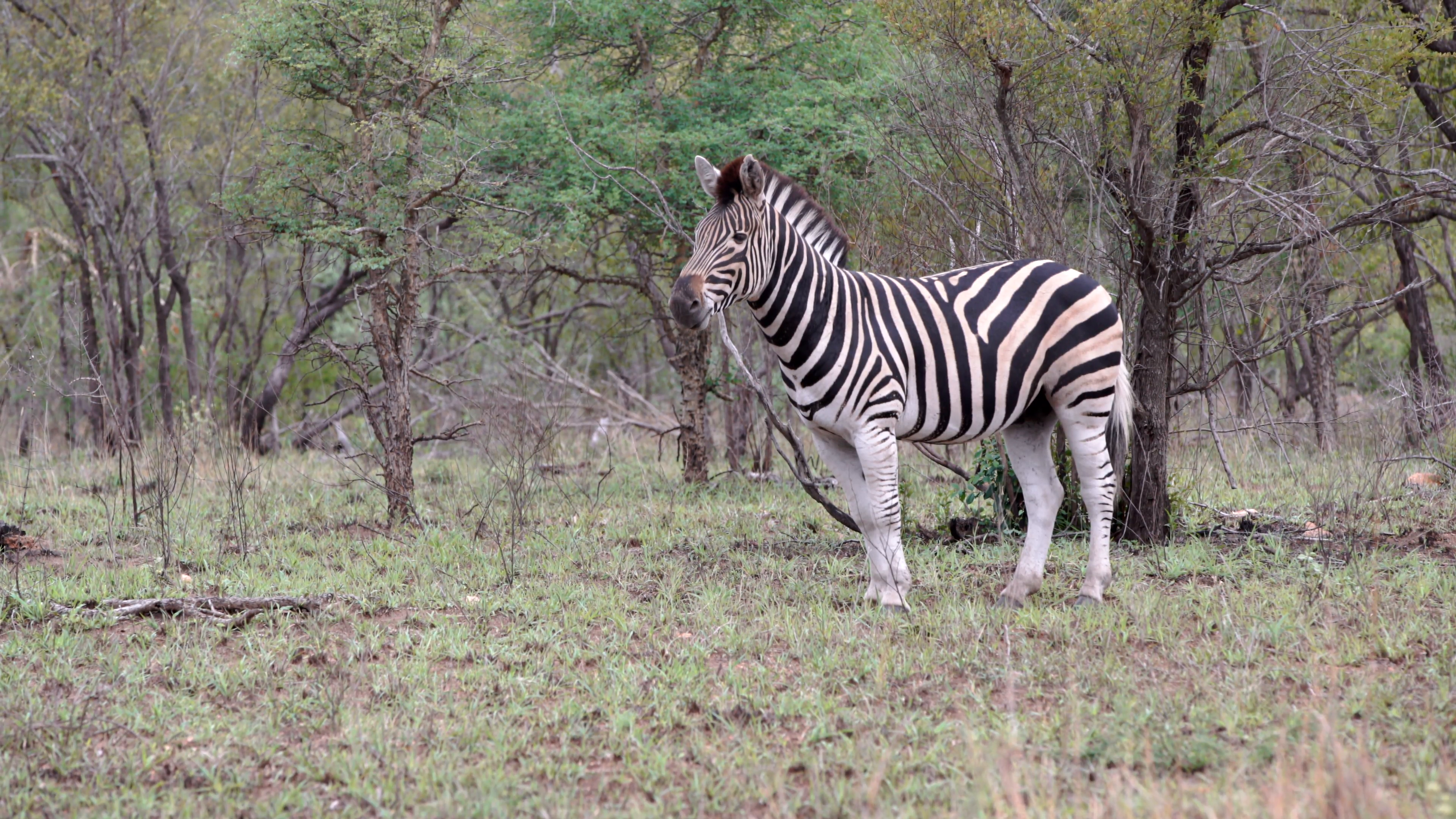 Zebra standing alone in the bush in Kruger National Park South ...