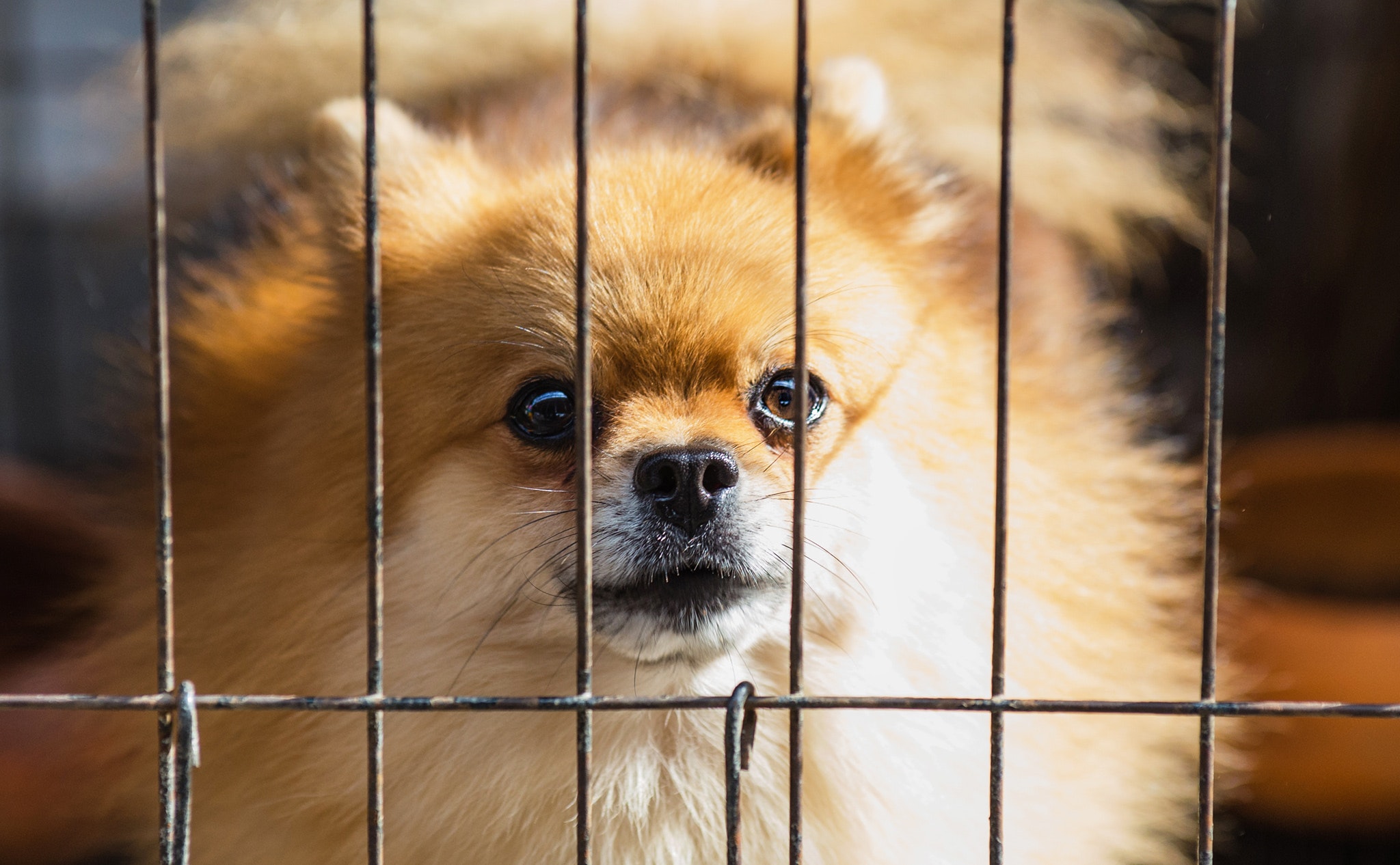 Long-coated brown puppy inside cage photo