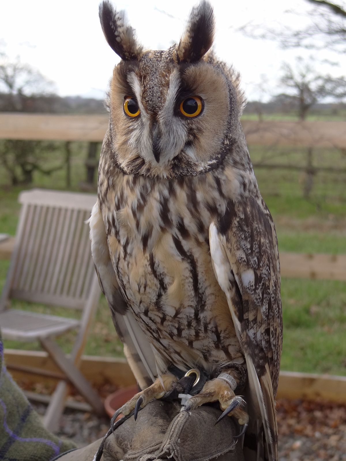 Long-eared owl - Wikipedia