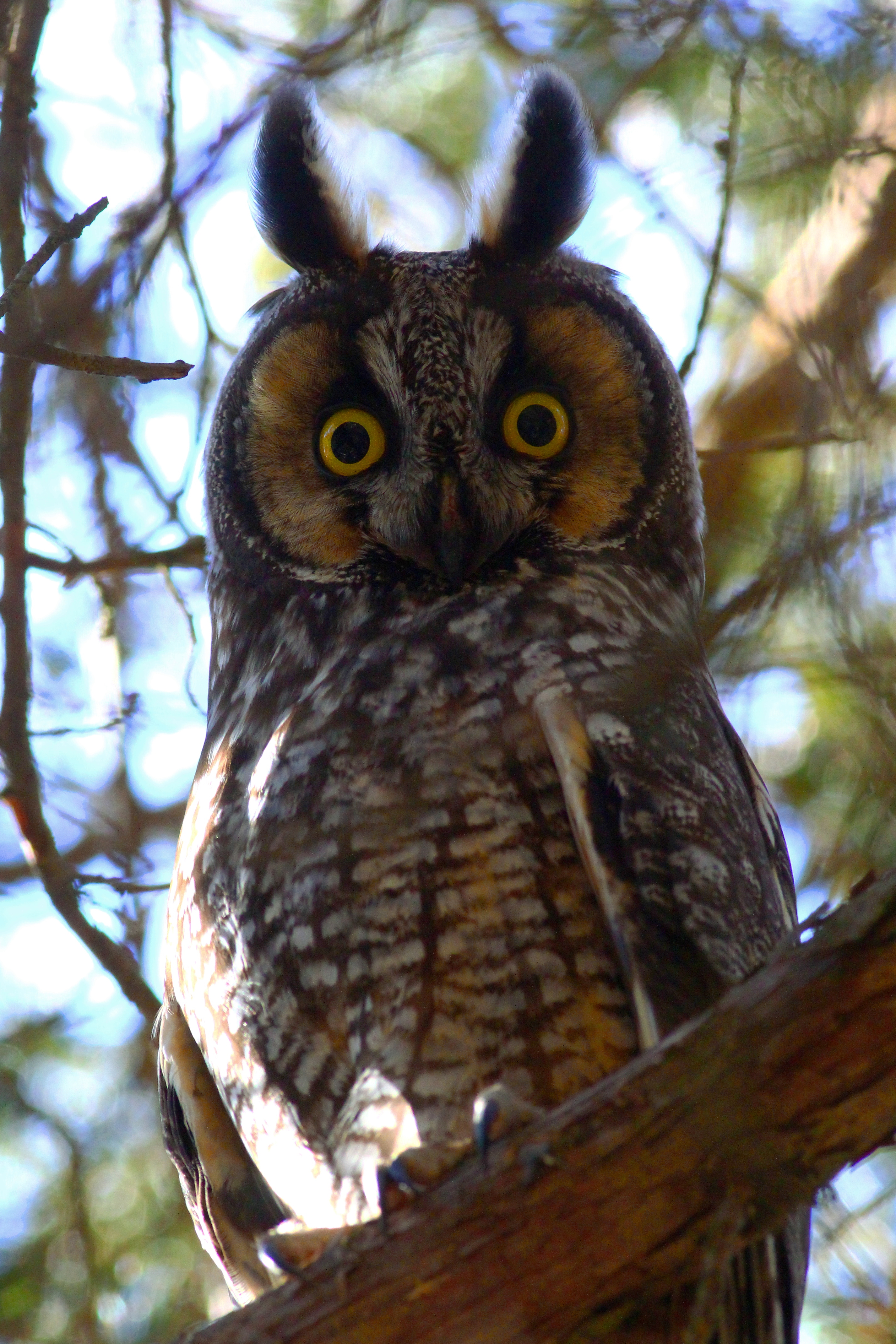Finding Vemont's Enigmatic Long-eared Owl - Vermont eBird