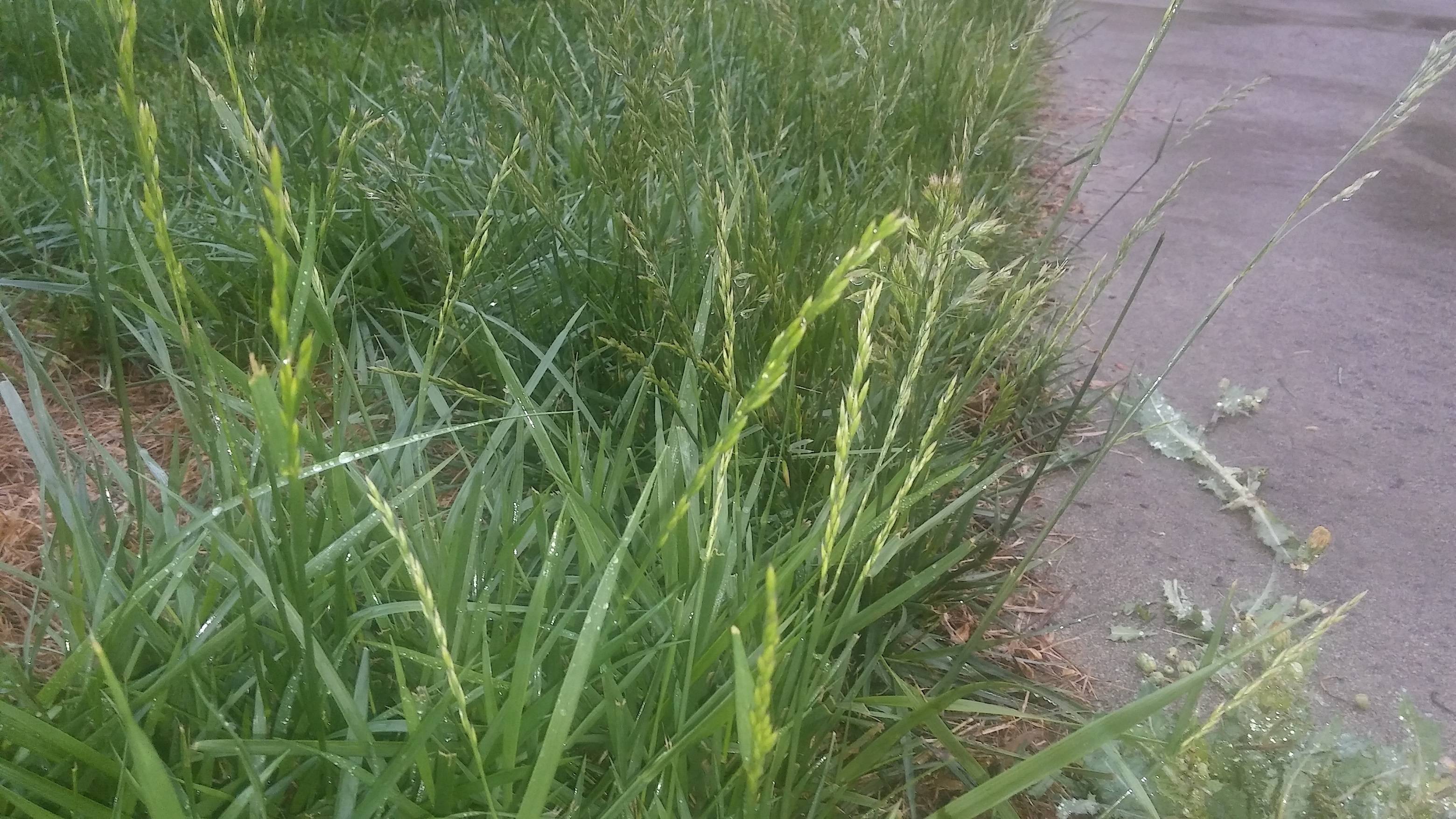 Long grass photo