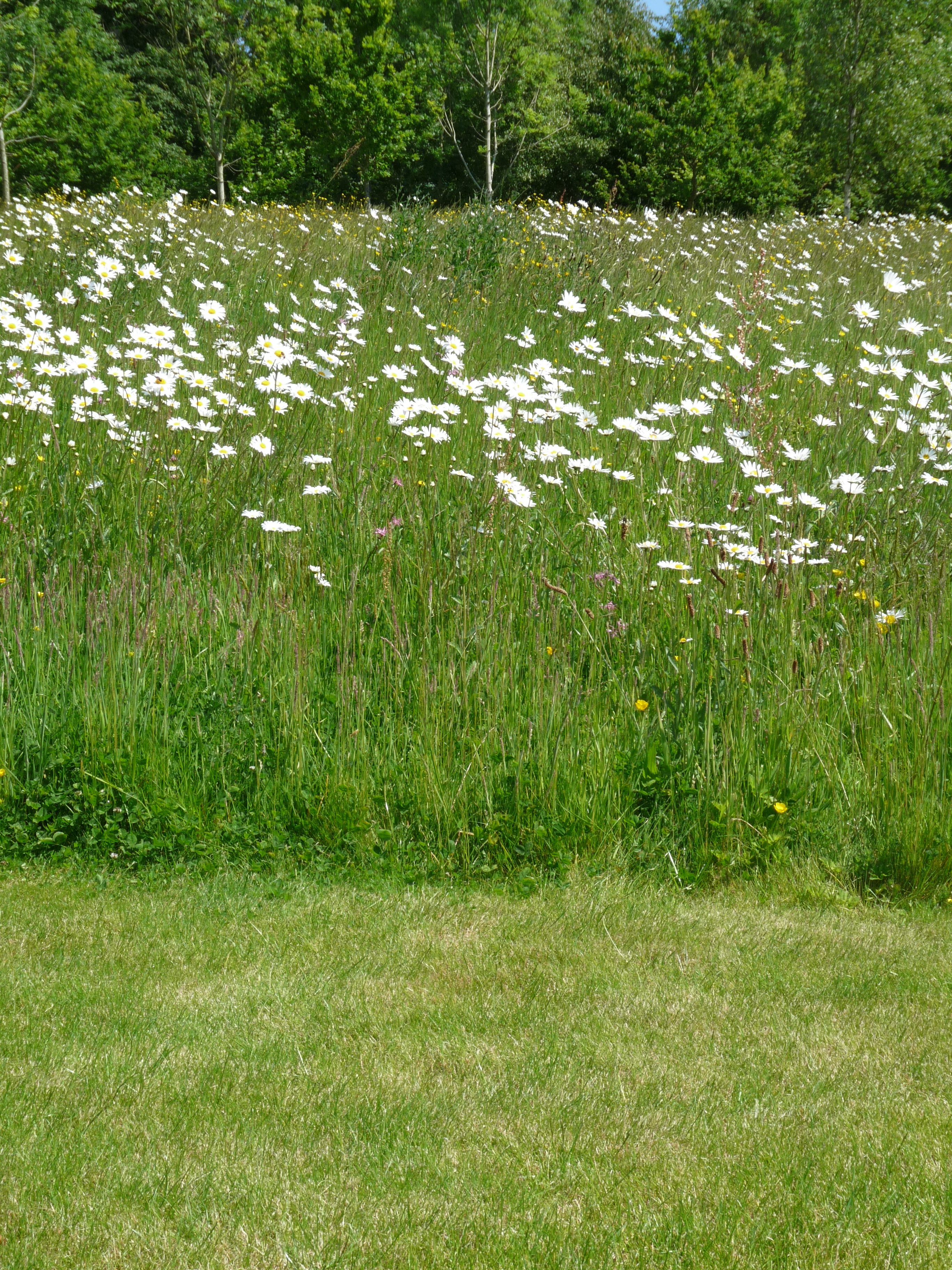 Long grass that looks great - Gardening for wildlife - Homes for ...