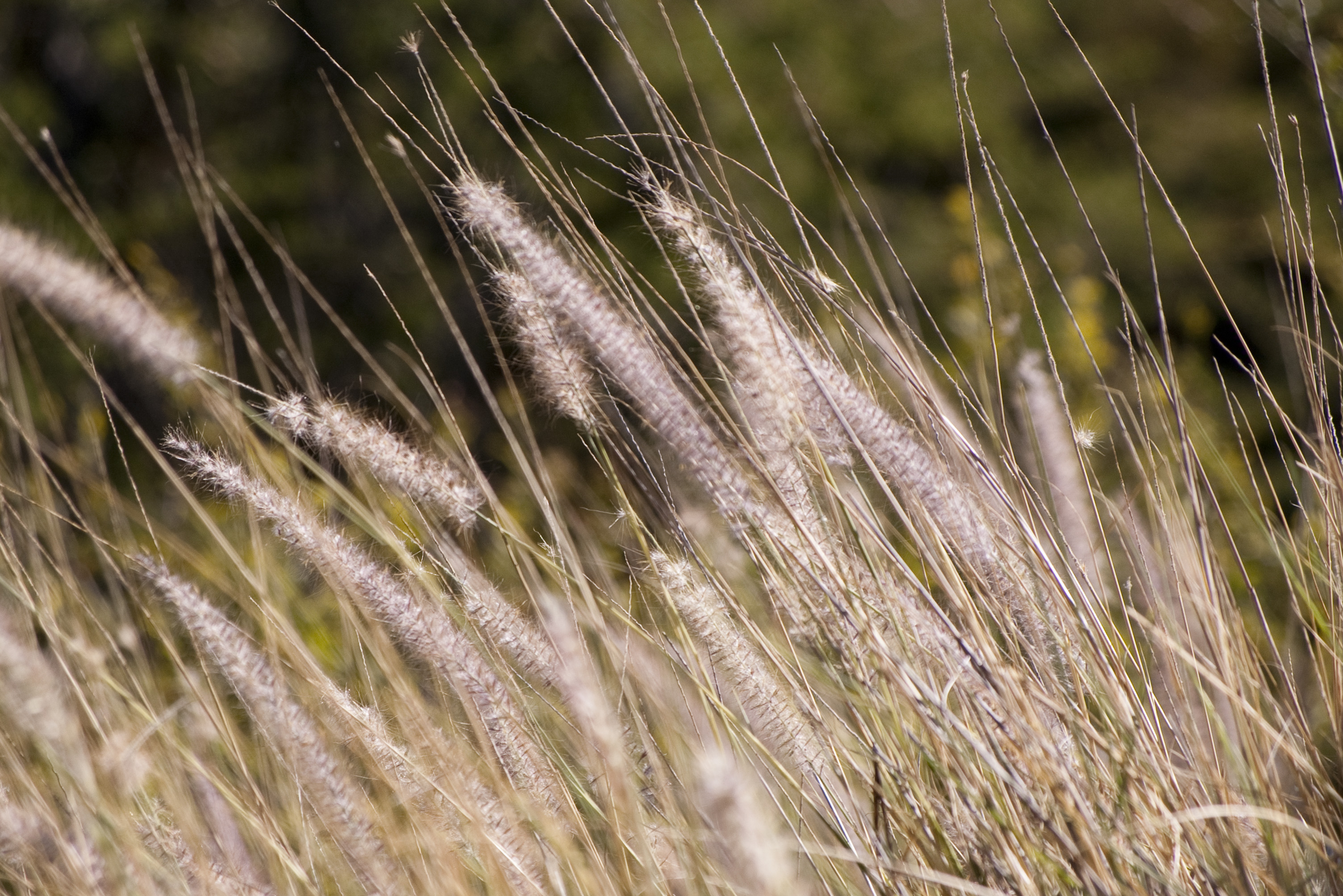 golden long grass-2647 | Stockarch Free Stock Photos