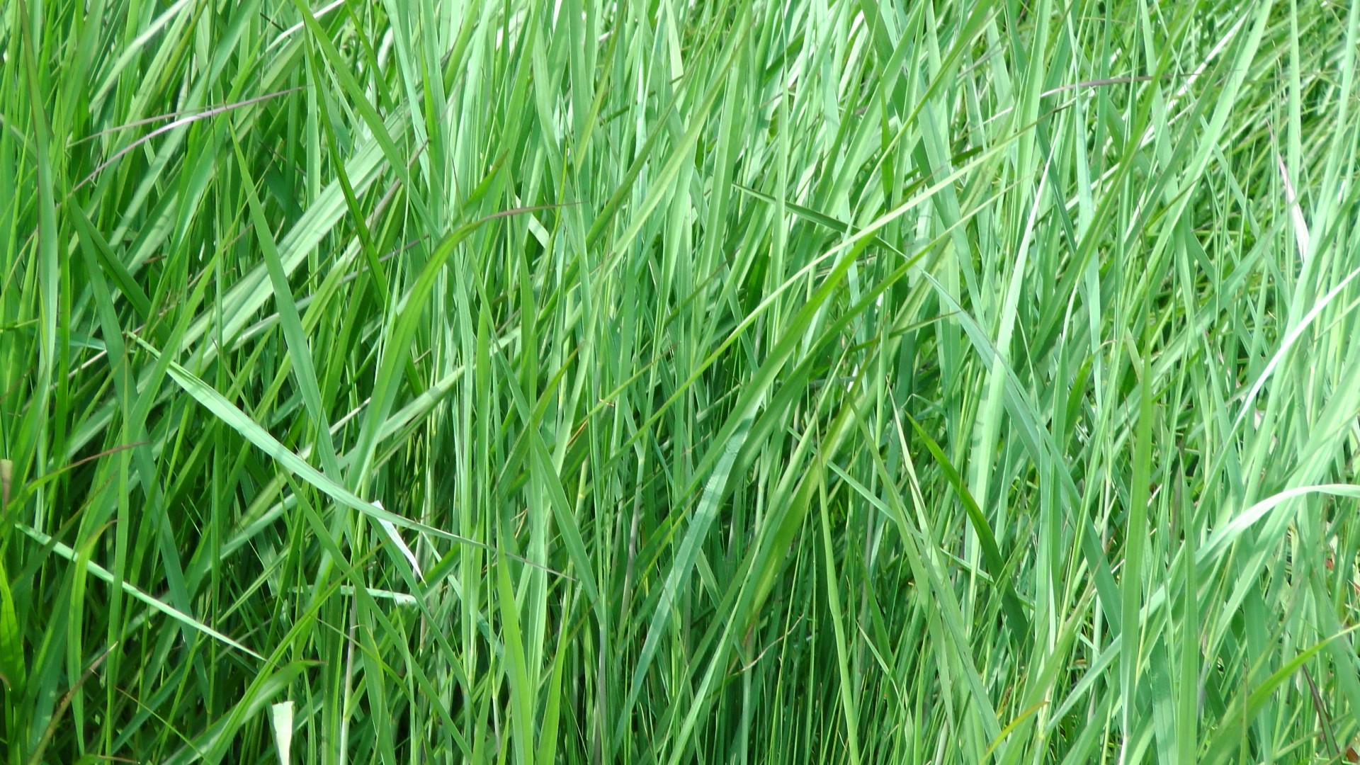 Long grass background photo