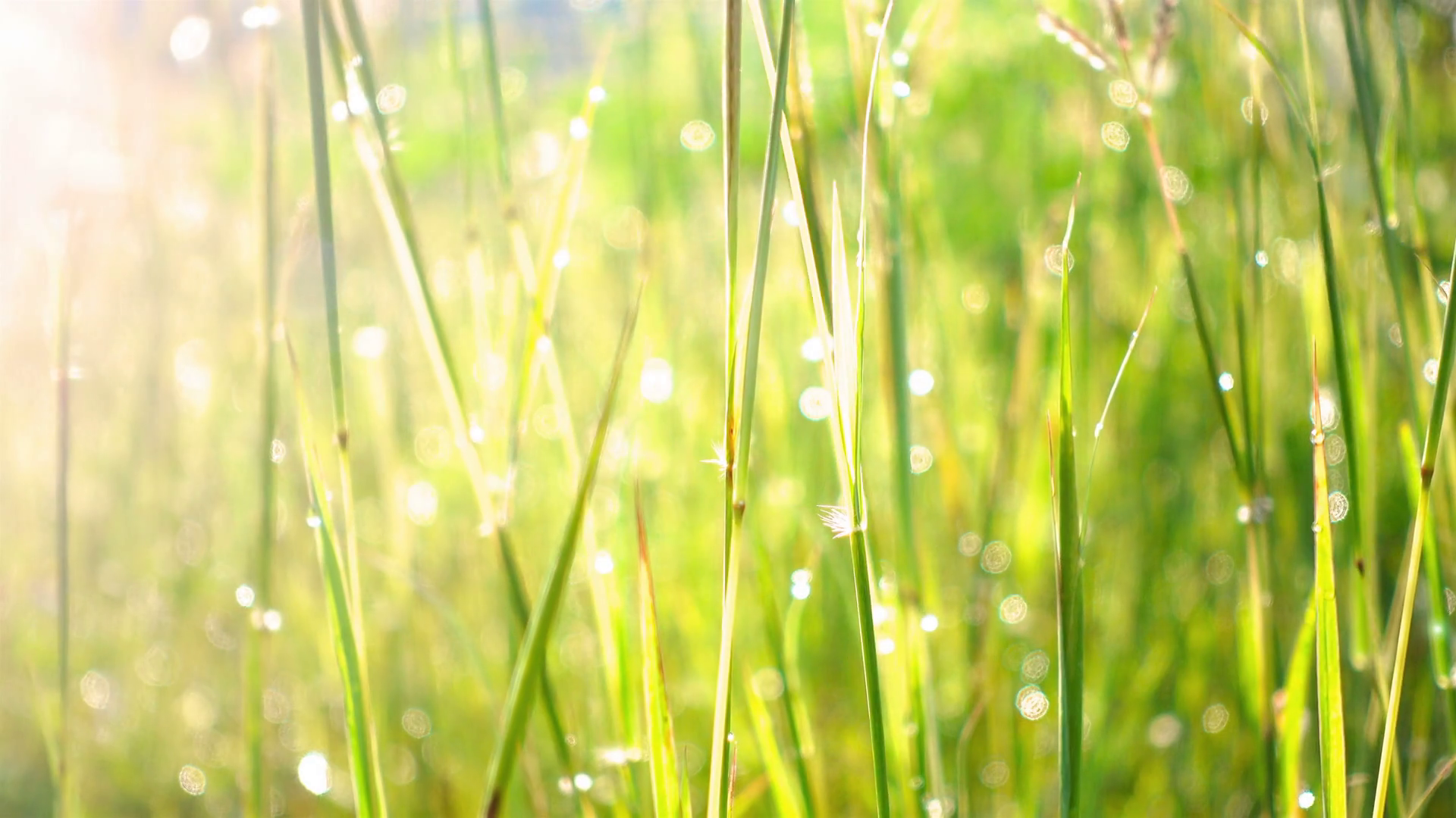 Close-up grass background. Field of long green grass sway in the ...