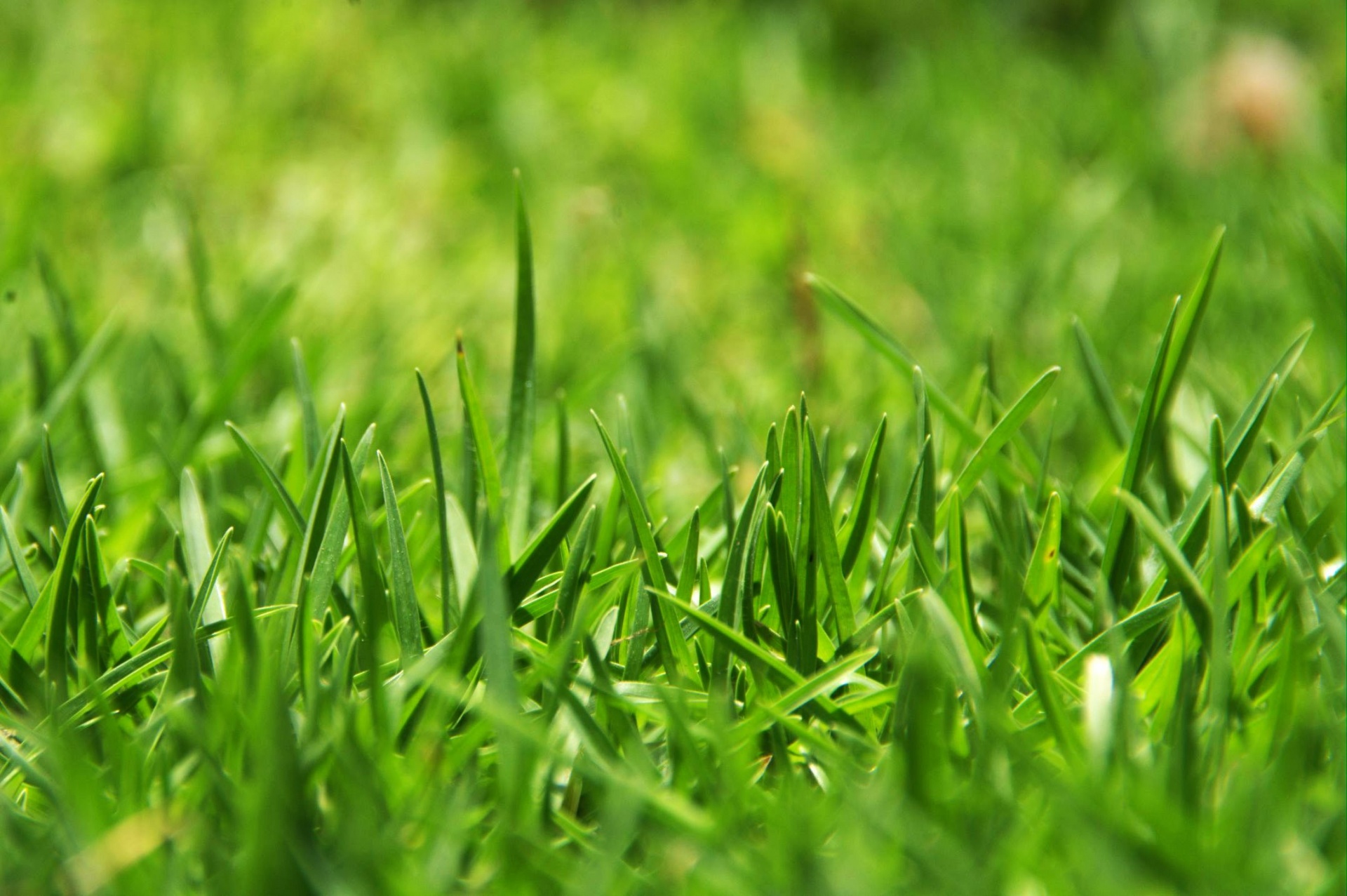 Long Green Grass Free Stock Photo - Public Domain Pictures