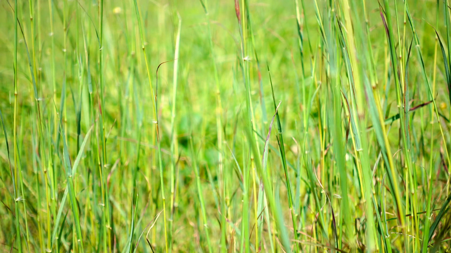 Close up view grass background. Field of long green grass sway in ...