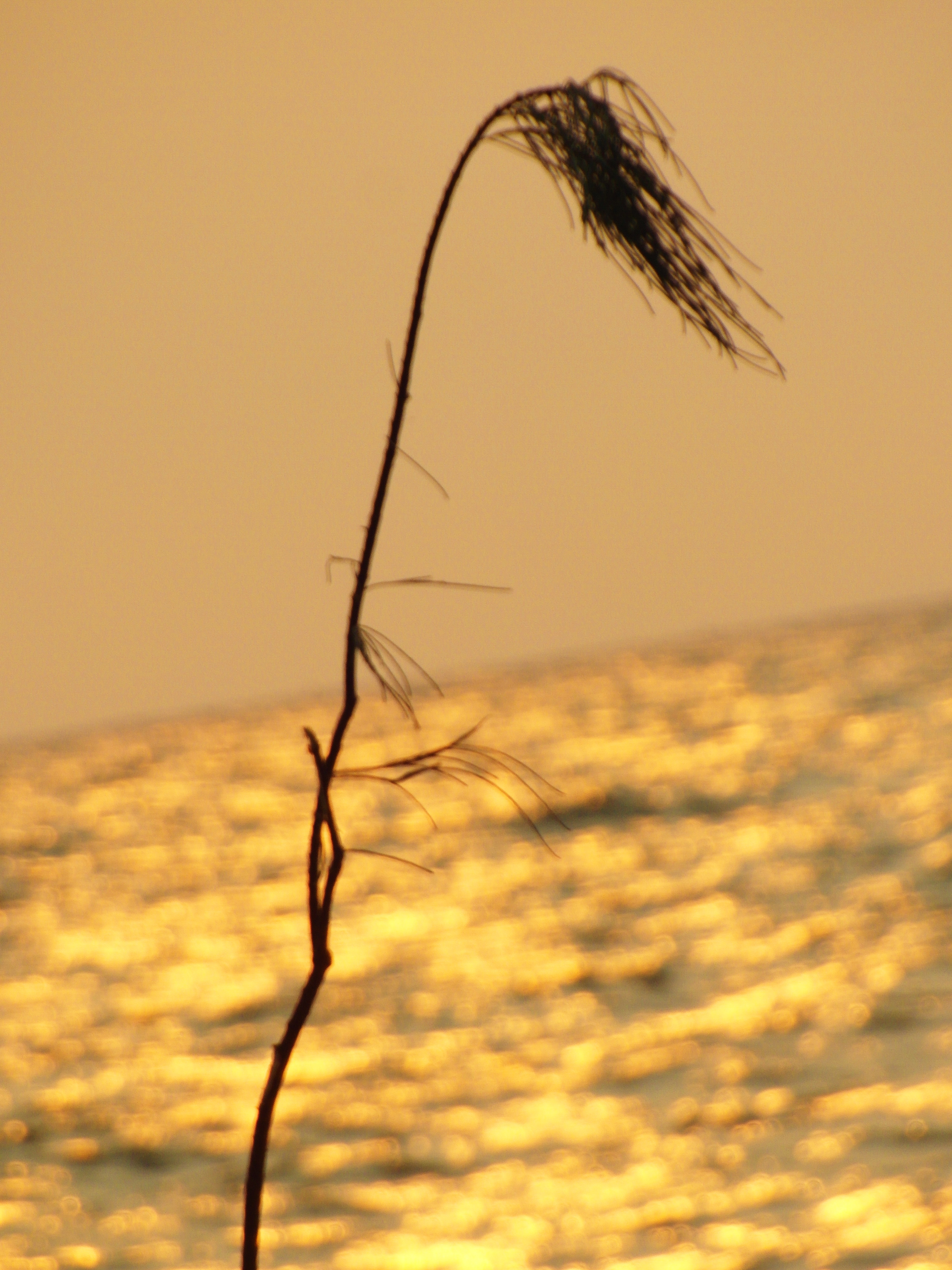 Long grass sunset silhouette photo