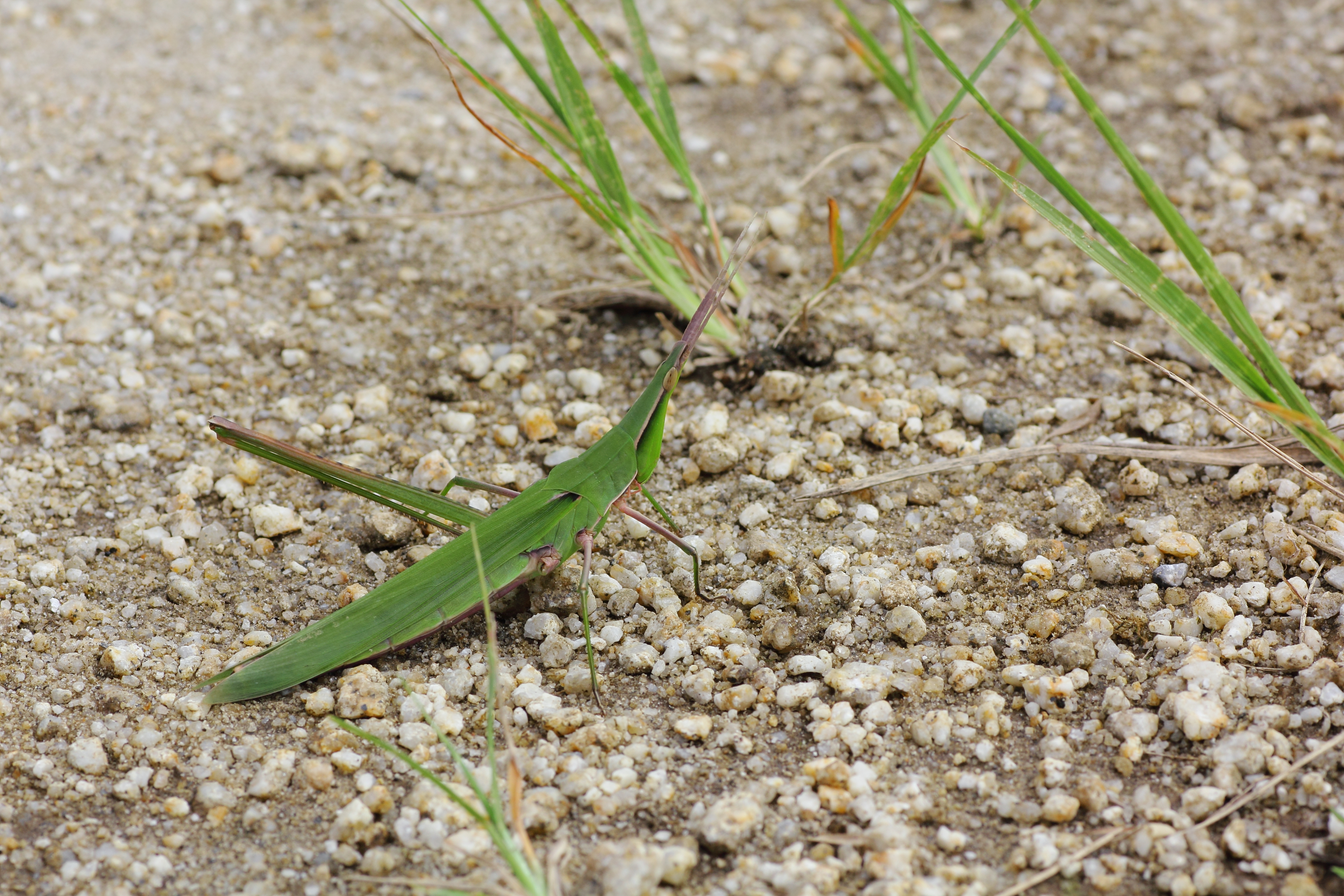 Oriental Longheaded Locust (Acrida cinerea) · iNaturalist.org