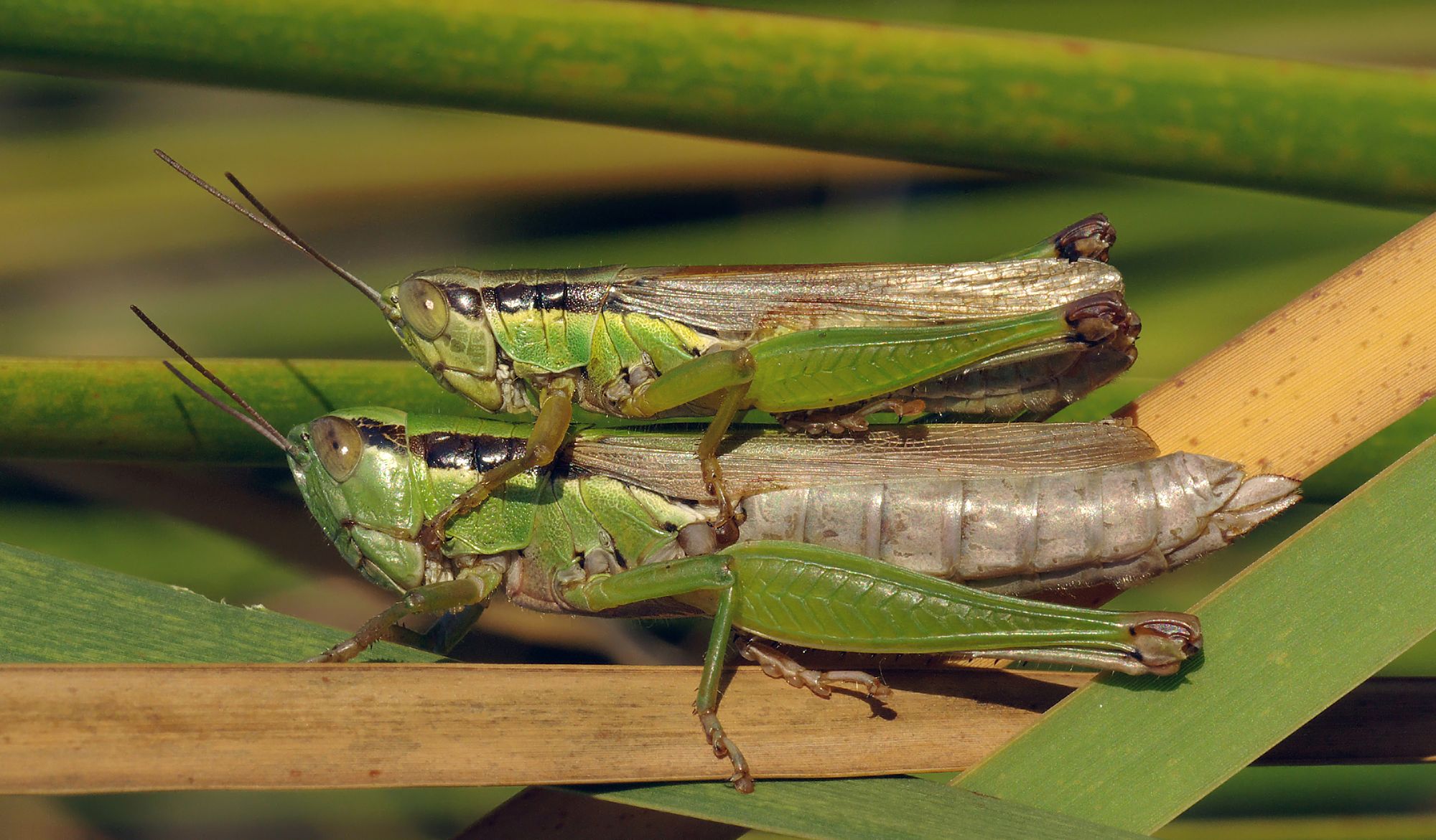 list of eatable locusts and grasshoppers | Eat locusts