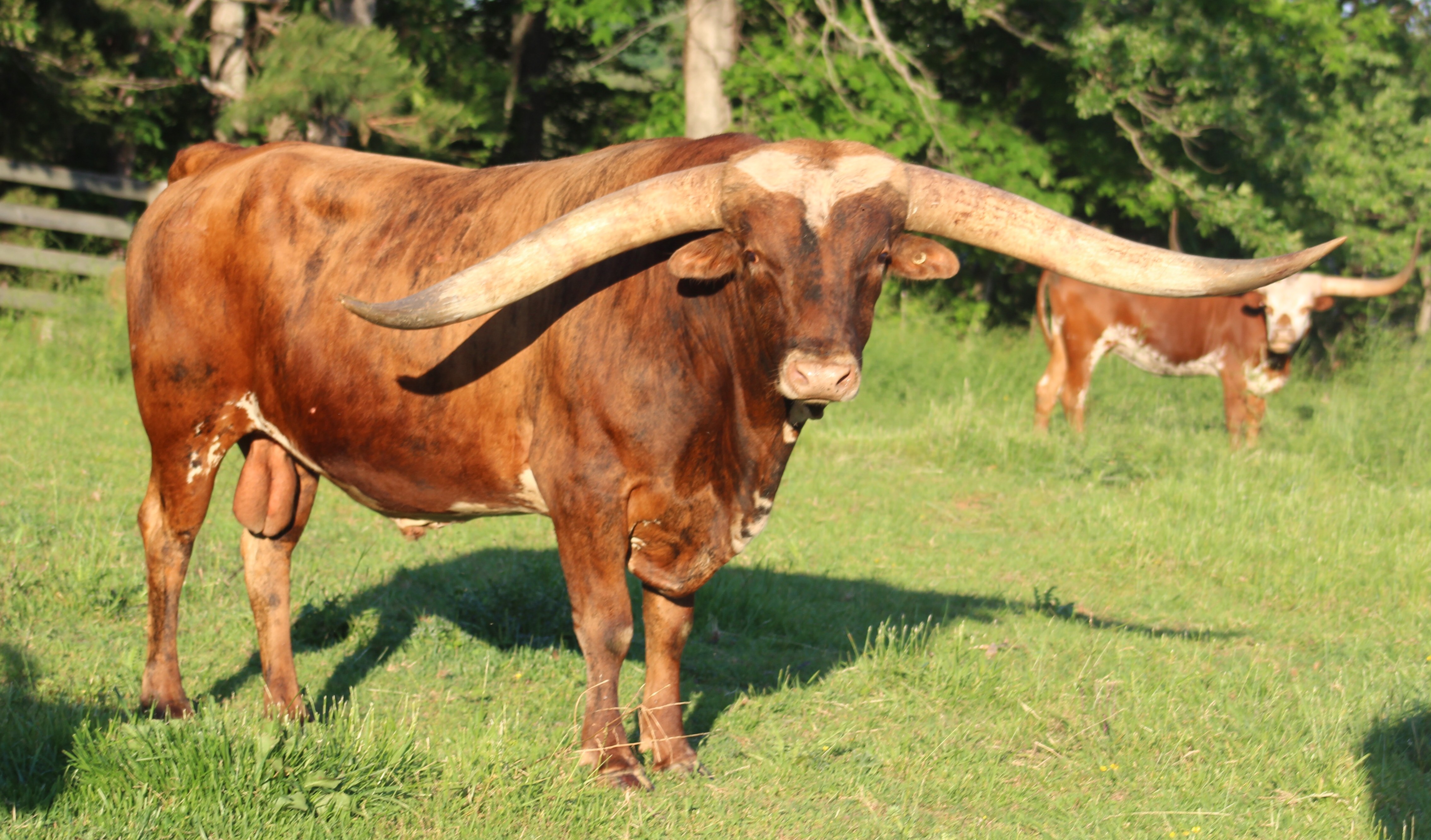 Hubbell Longhorns raises Registered Texas Longhorns in Hastings, MI.